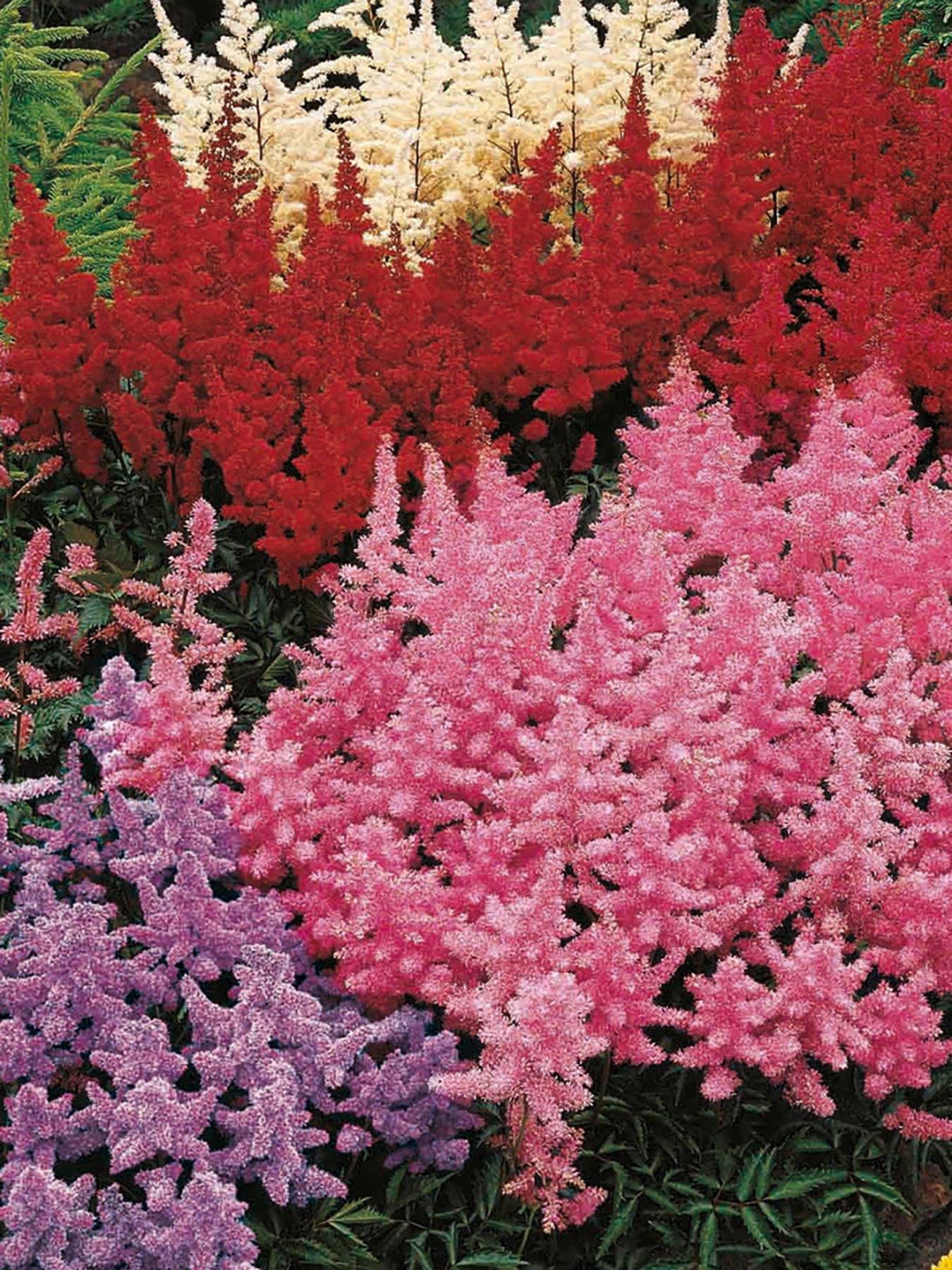  image of you-garden-perfect-for-shade-bare-root-collection