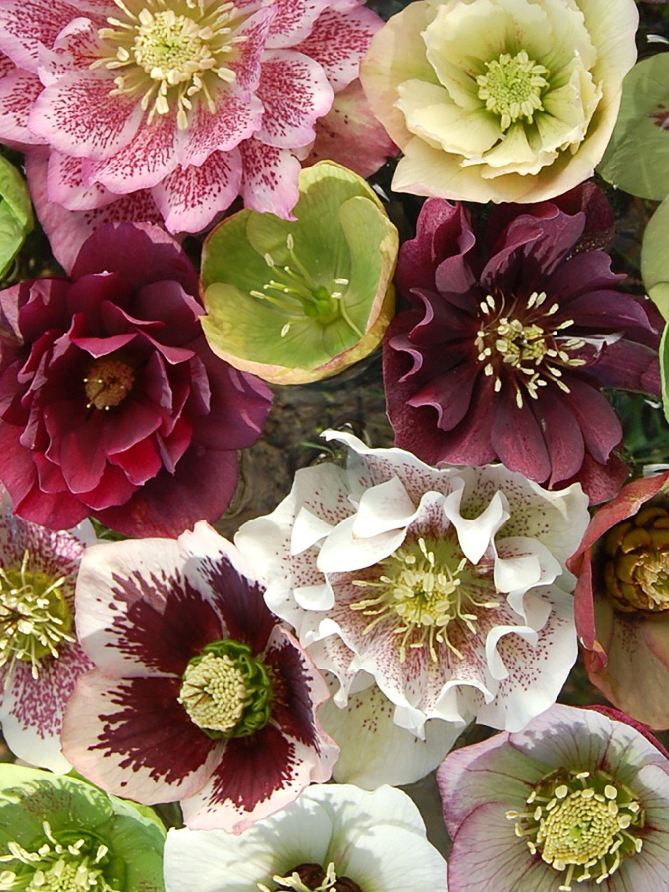 You Garden Hellebore 'Double Queen' Mix plug x12