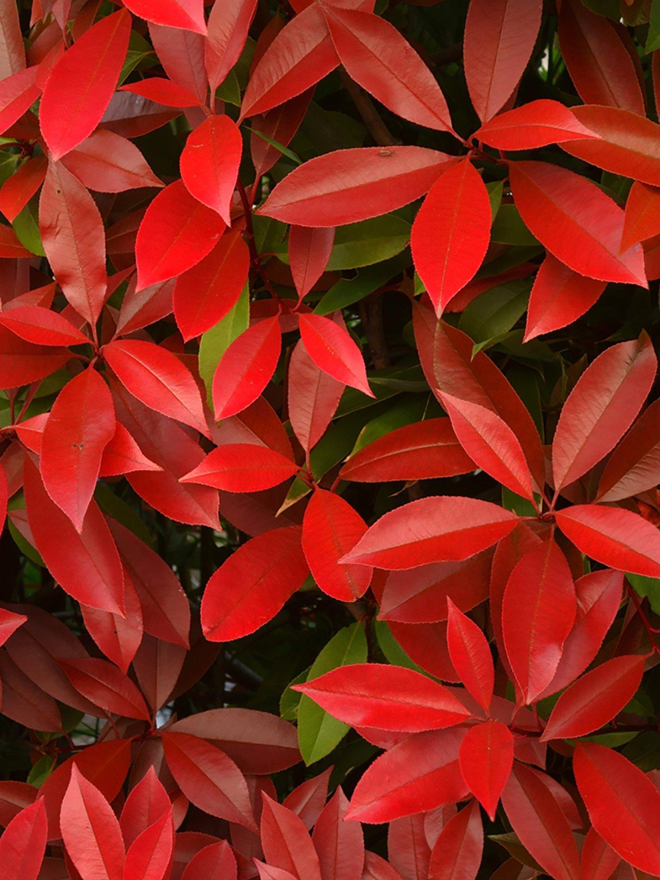 You Garden Photinia Red Robin Hedging - 12 x 9cm Pots