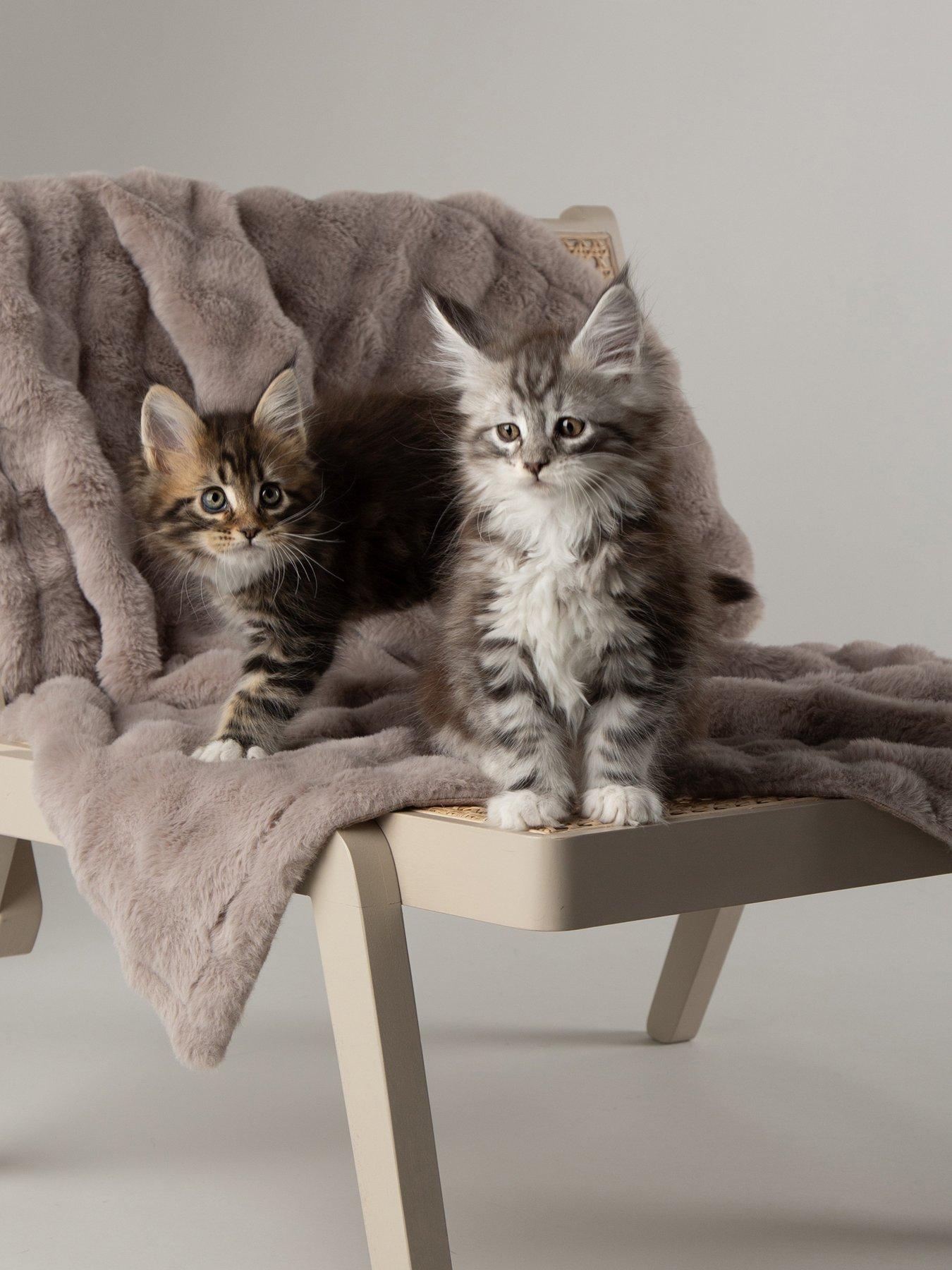 Image 3 of 7 of Scruffs My First Bed - Cloud Puppy &amp; Kitten Calming Blanket