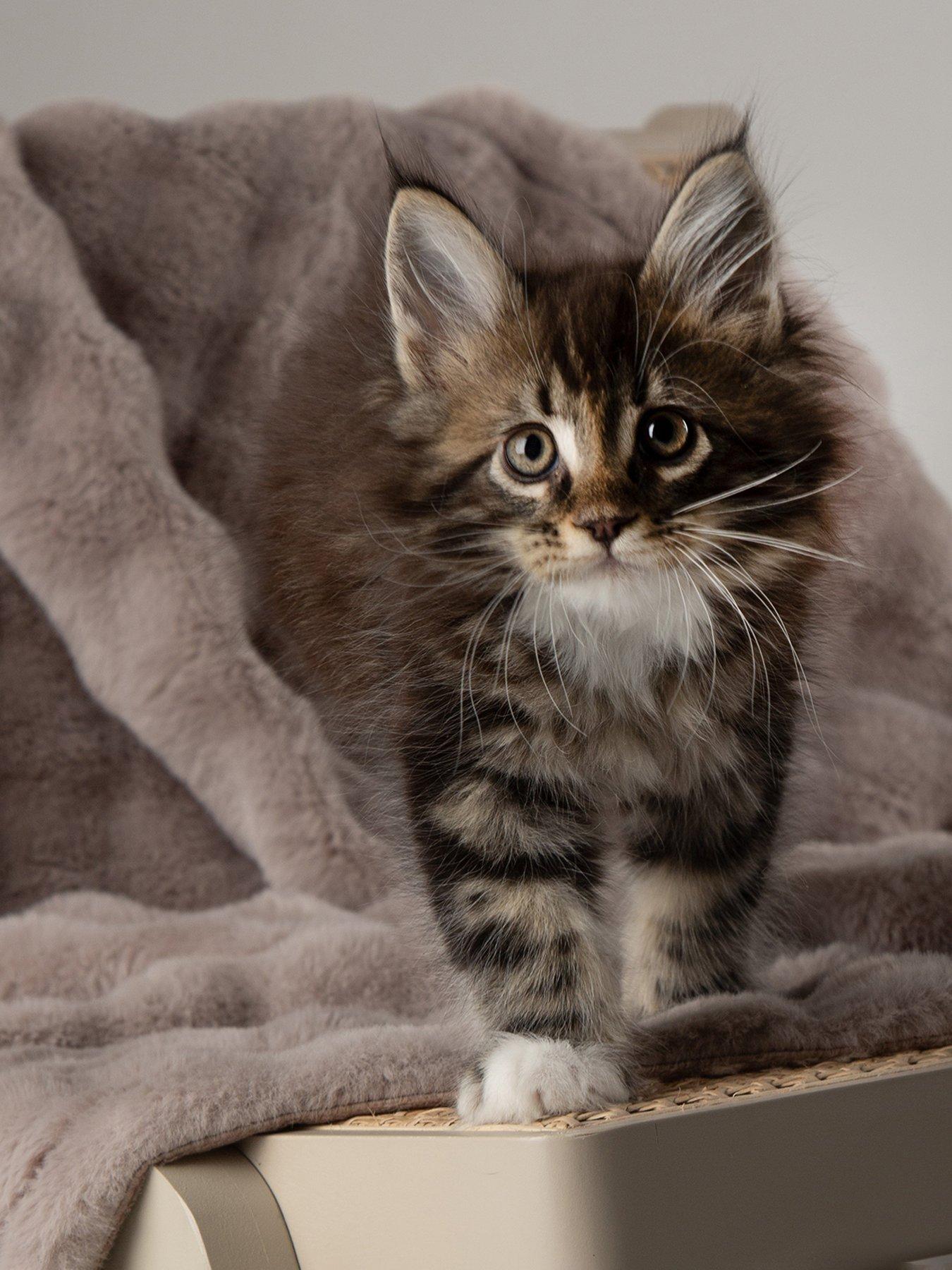 Image 5 of 7 of Scruffs My First Bed - Cloud Puppy &amp; Kitten Calming Blanket