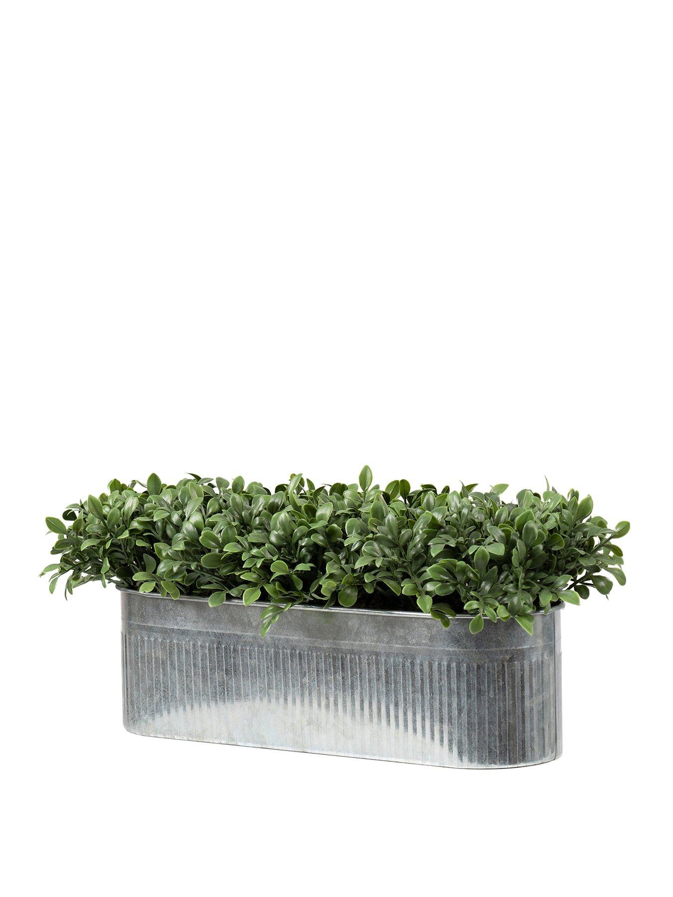 Image 2 of 4 of Scottish Everlastings 51X23Cm Boxwood Trough Uv