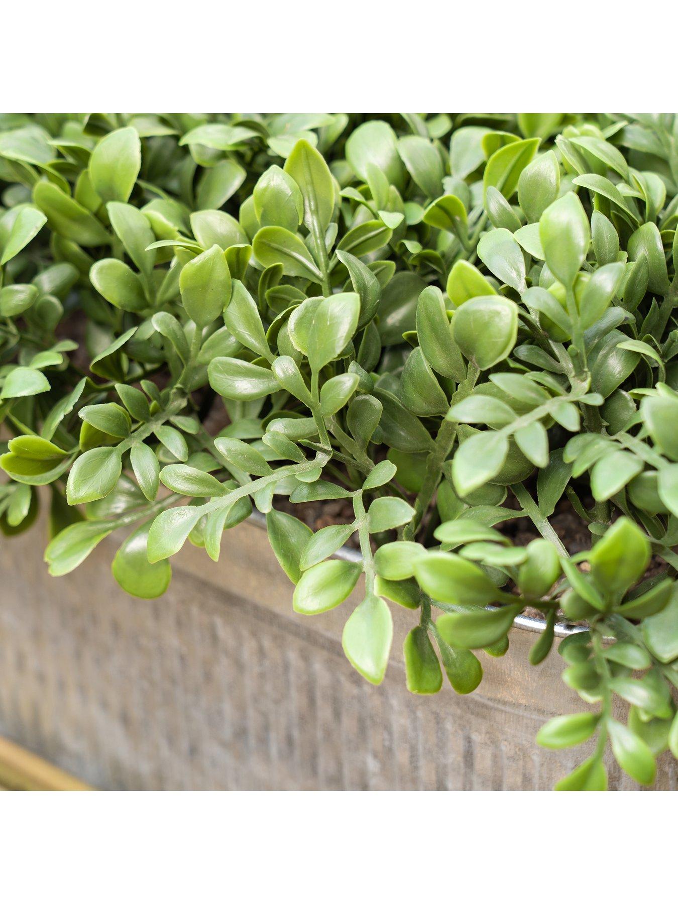 Image 4 of 4 of Scottish Everlastings 51X23Cm Boxwood Trough Uv