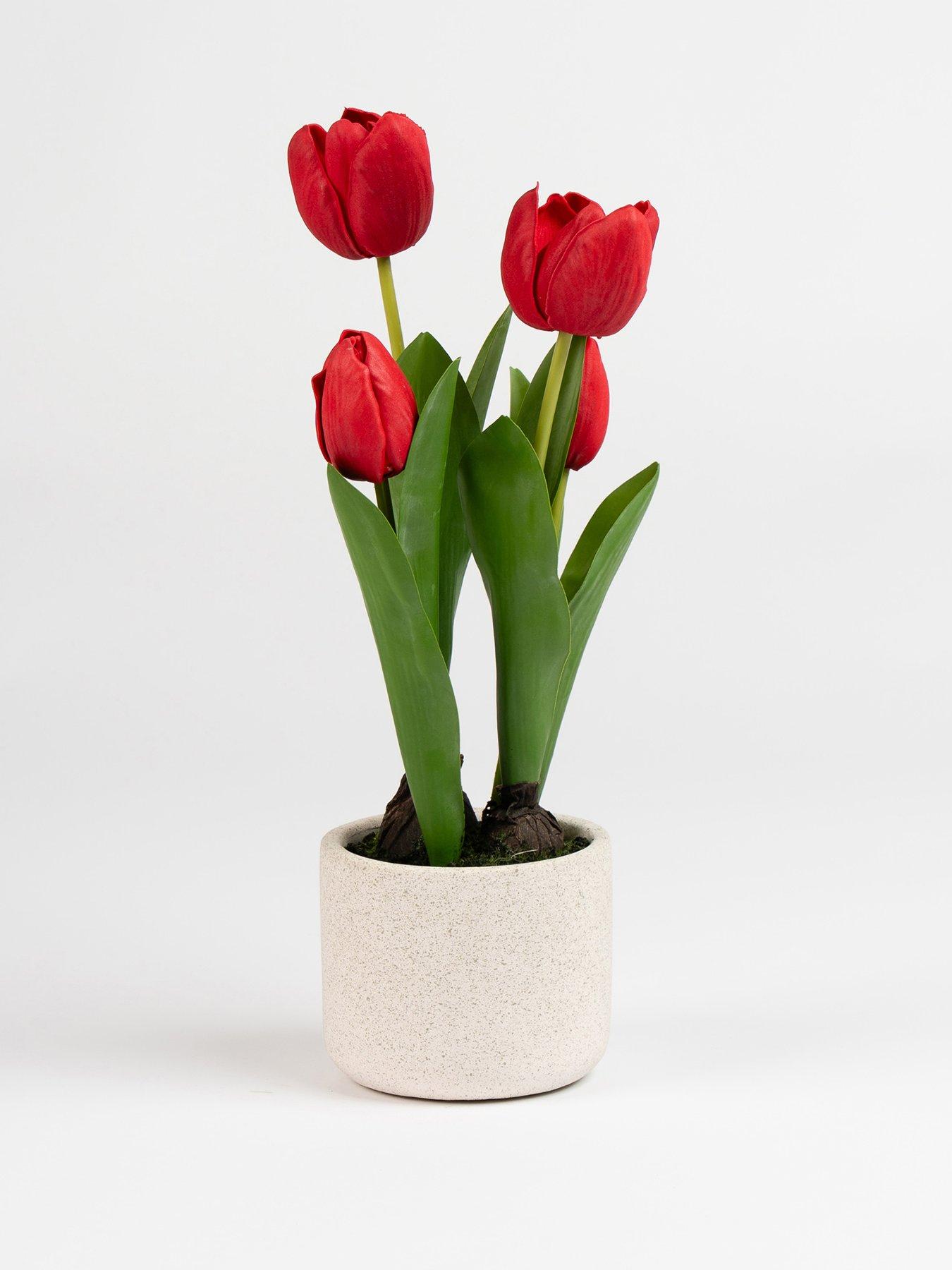 Image 1 of 2 of Scottish Everlastings 36cm Red Tulips in Cement Pot