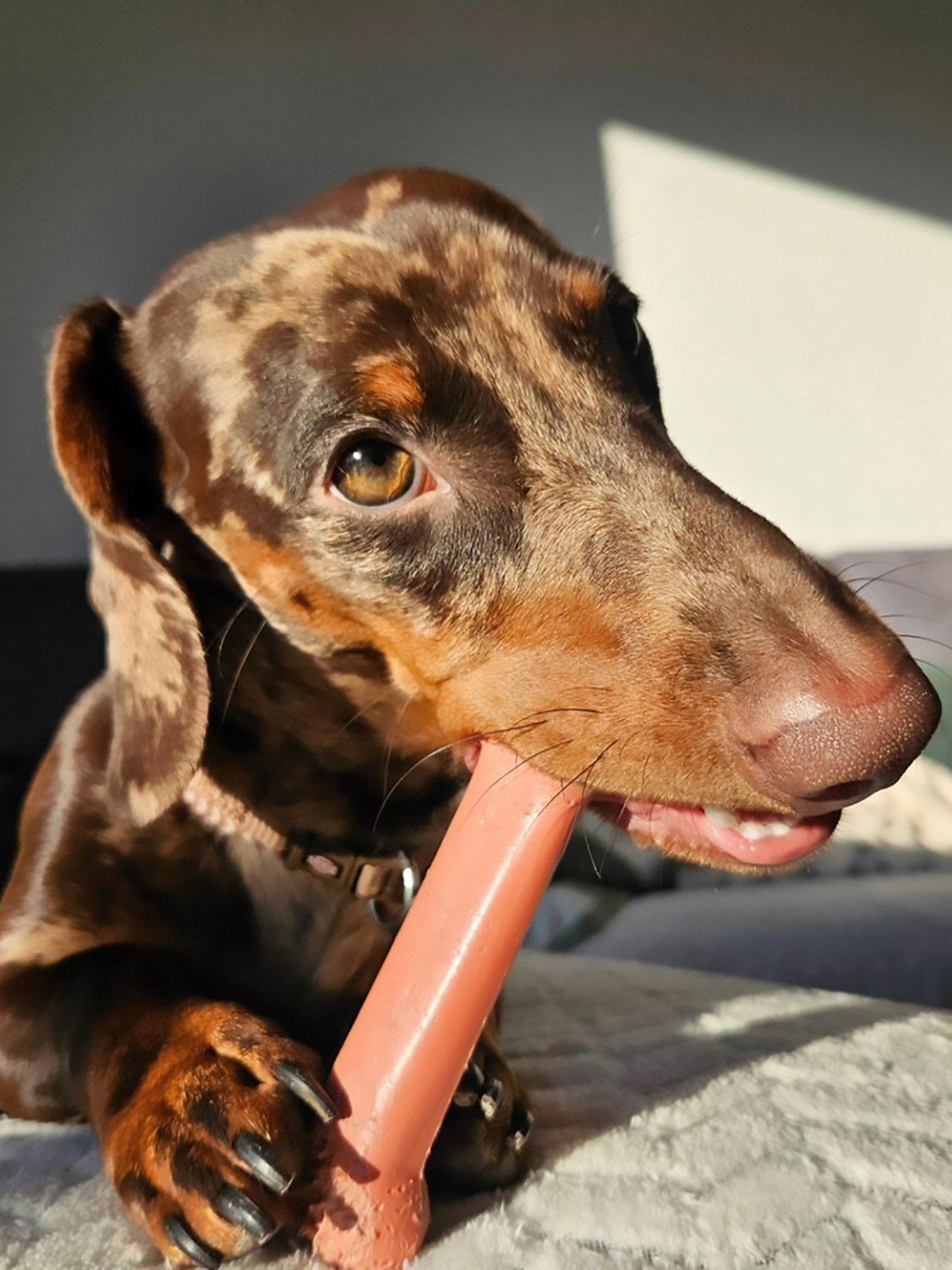  image of nylabone-nb103peu-ny-extreme-chew-bacon-medium