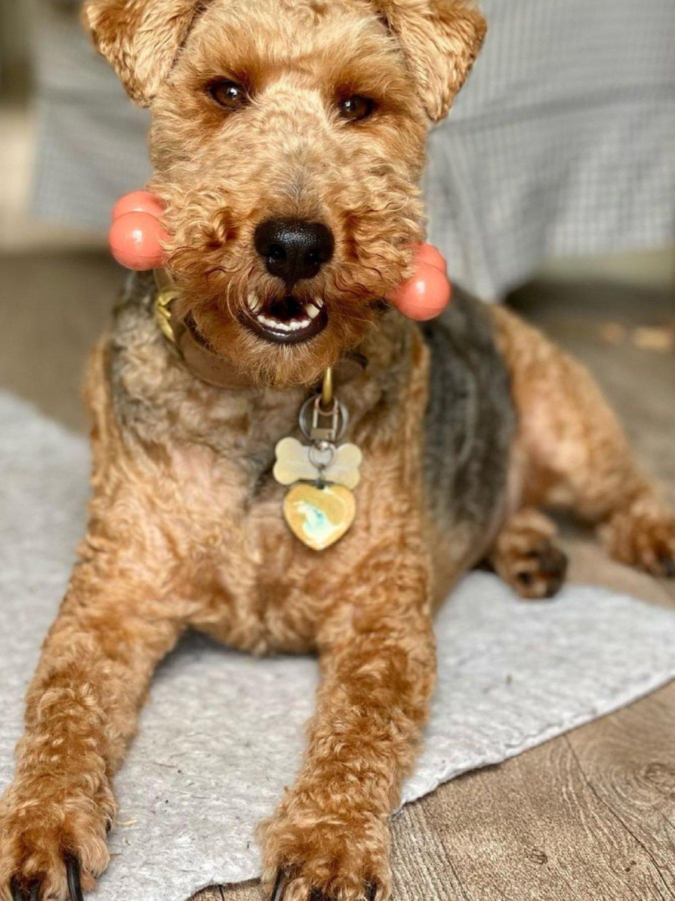  image of nylabone-nb103peu-ny-extreme-chew-bacon-medium