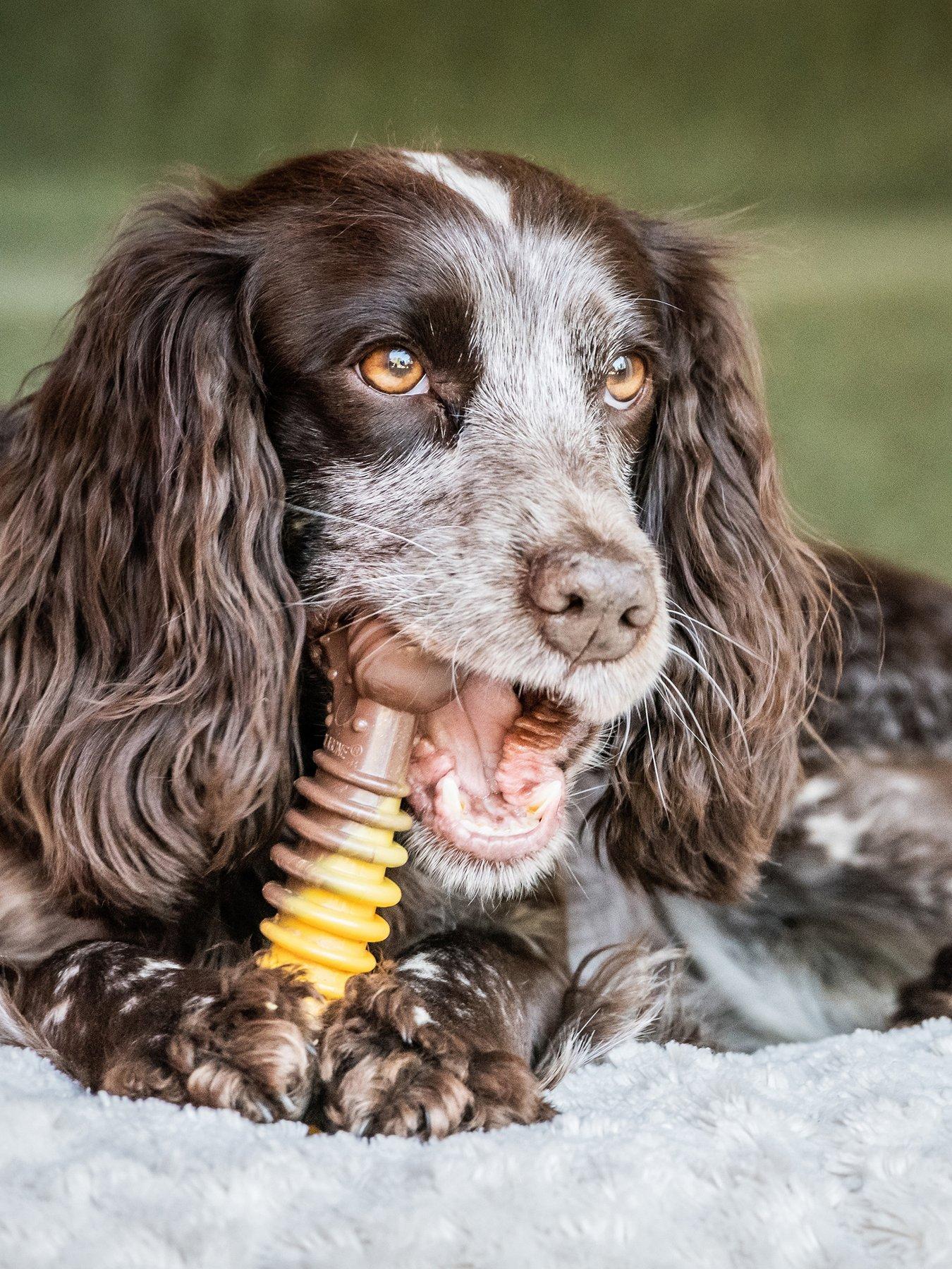  image of nylabone-nfcs103peu-ny-xtrem-chew-txture-bone-beefcheese-m