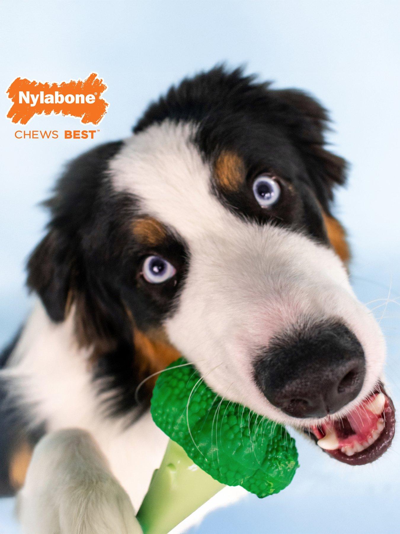 stillFront image of nylabone-dog-extreme-chew-brocolli-toy-bacon-cheese-flavour--large