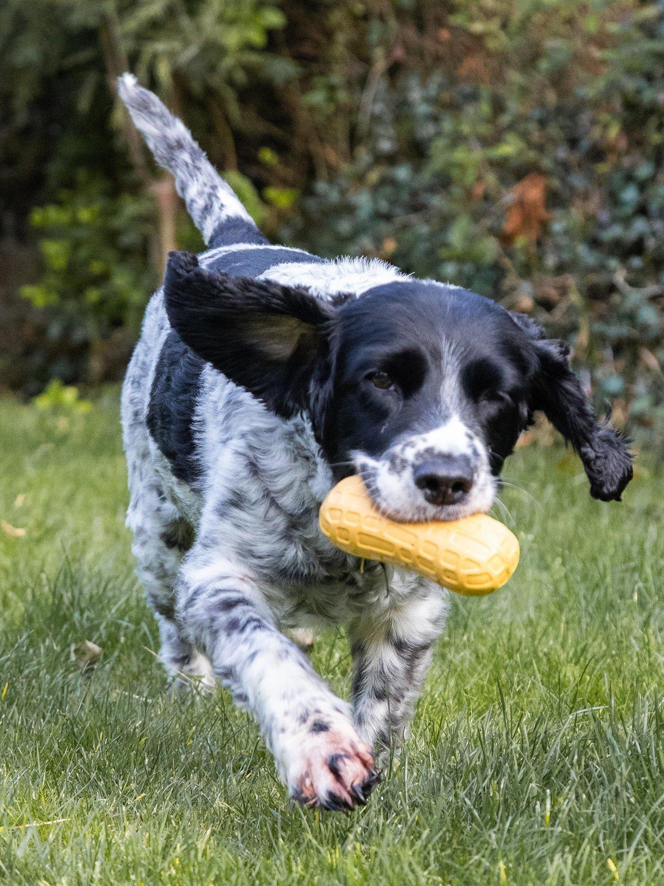 Image 2 of 7 of Nylabone Dog Strong Chew Peanut Butter Flavour Toy  - M