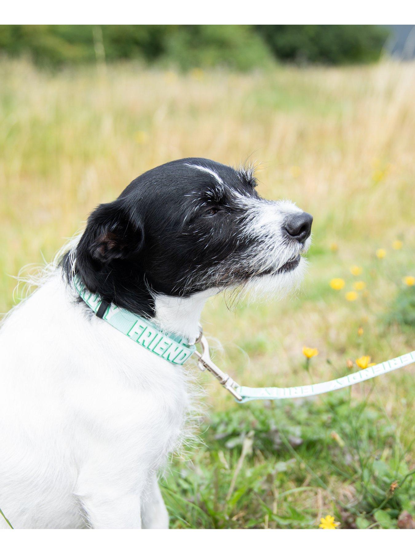 Image 6 of 7 of Rosewood Friendly Alert Dog Collar