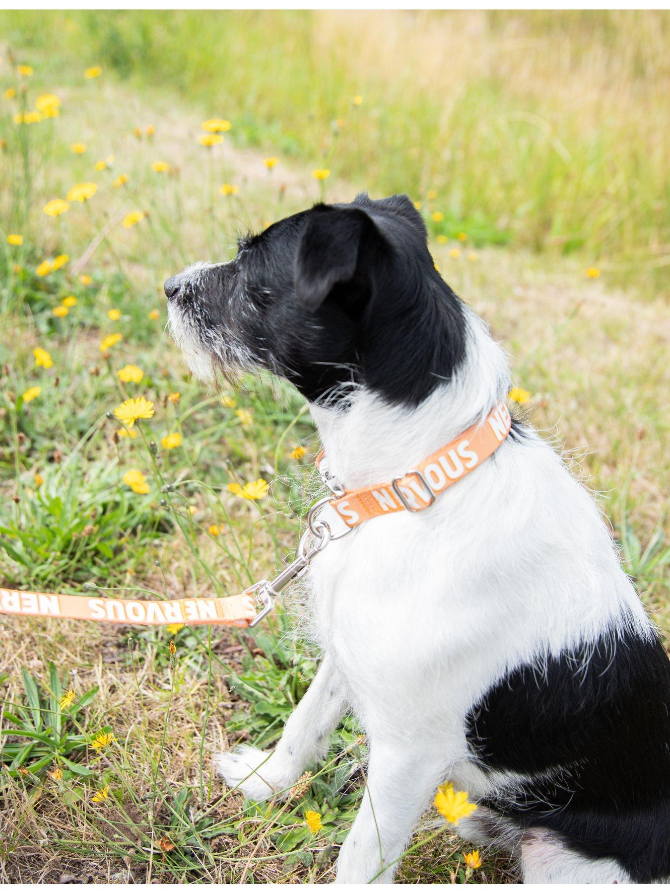 Image 6 of 7 of Rosewood Nervous Alert Dog Collar