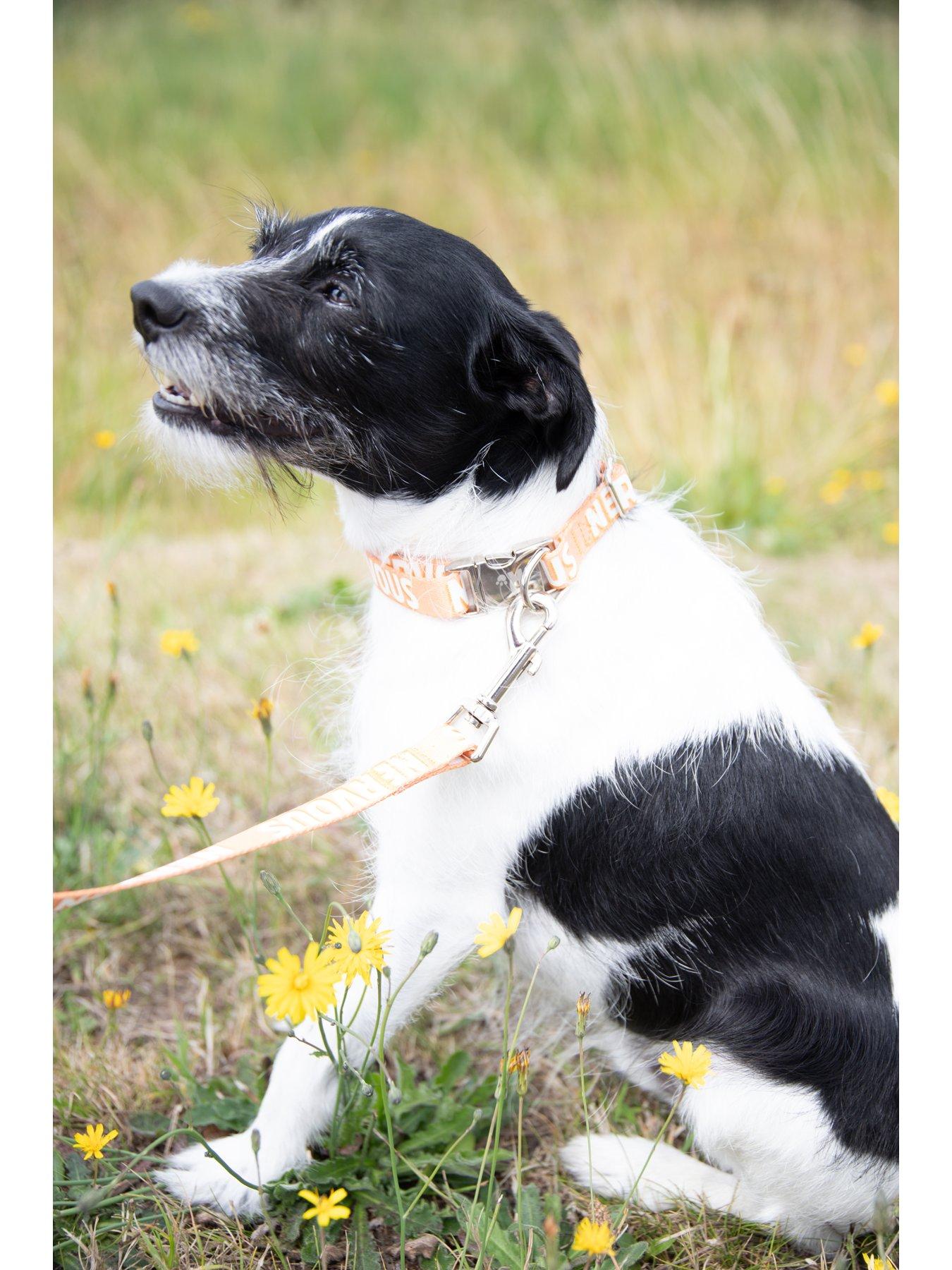 Image 4 of 6 of Rosewood Nervous Alert Dog Lead