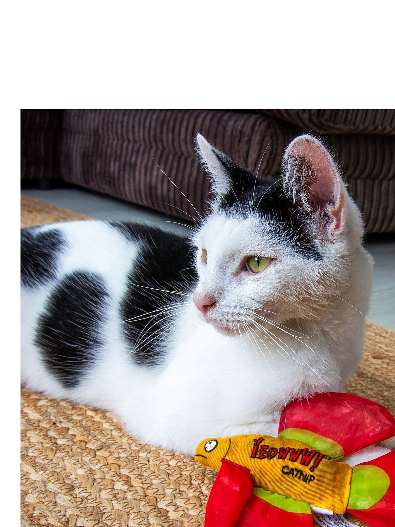  image of yeowww-mo-betta-fish-cat-toy