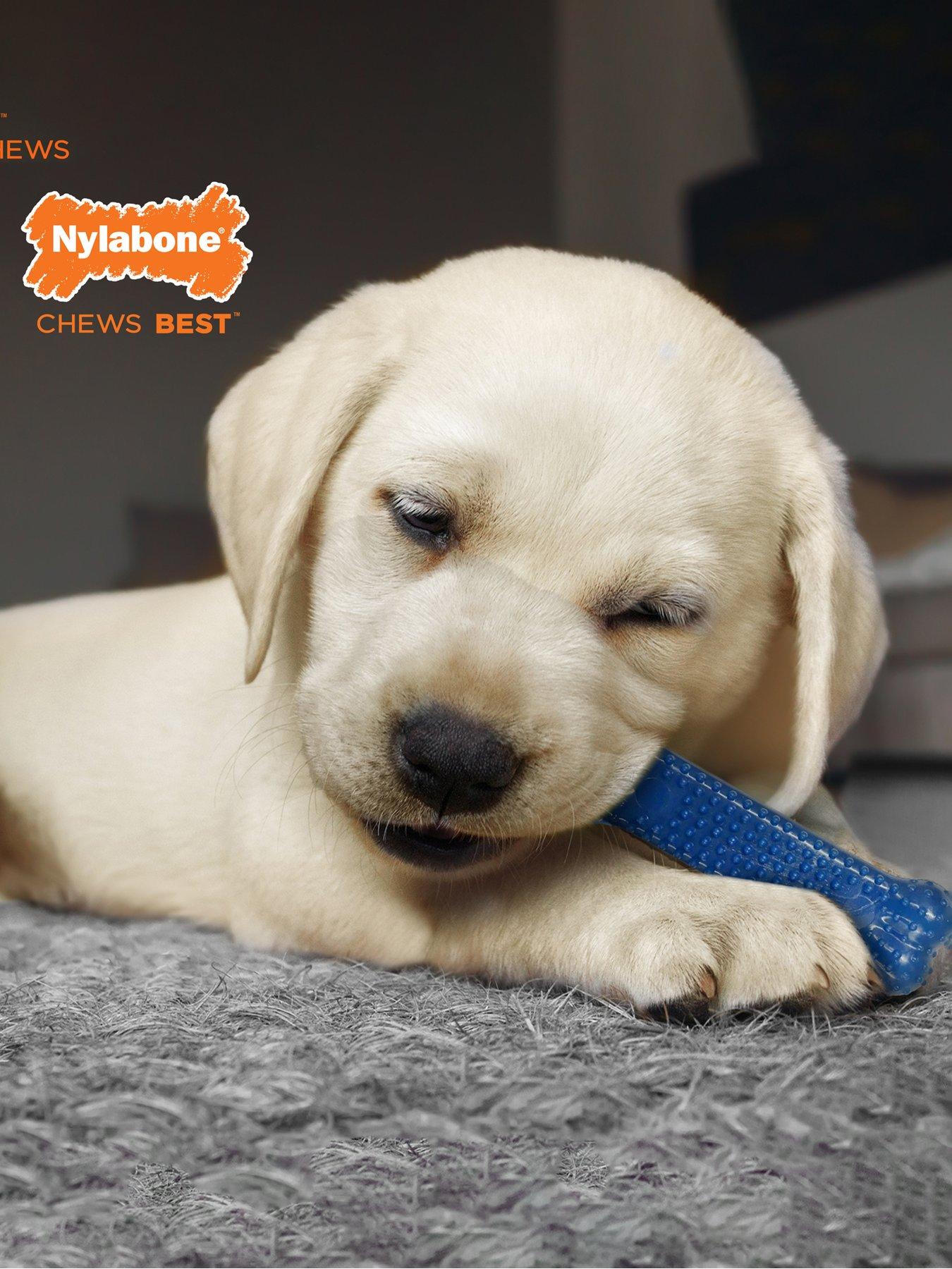  image of nylabone-n301pskeu-ny-puppy-starter-kit-small