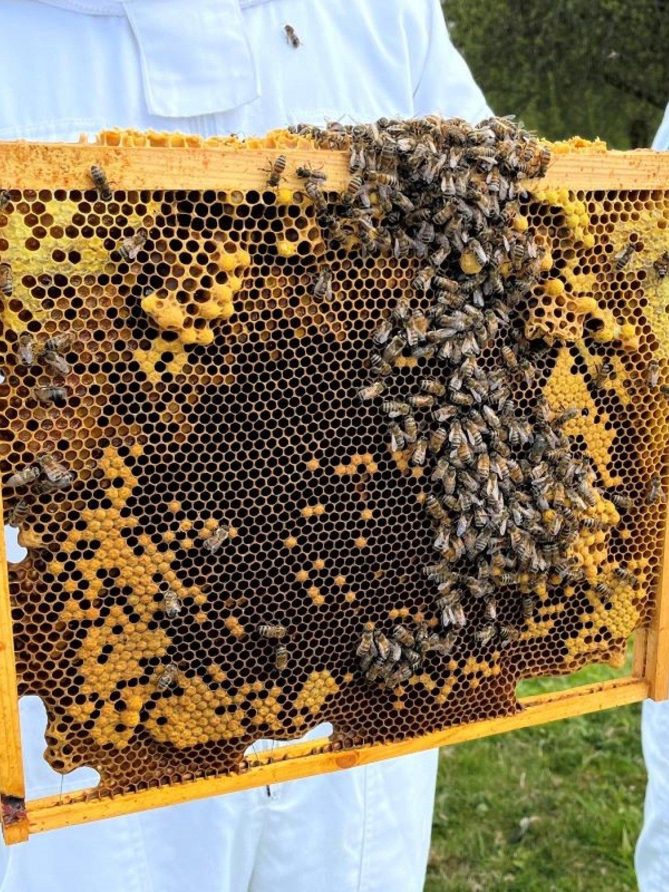 Image 3 of 5 of Virgin Experience Days Hiver's Beekeeping Taster with Honey Tasting for Two - 2 UK Locations