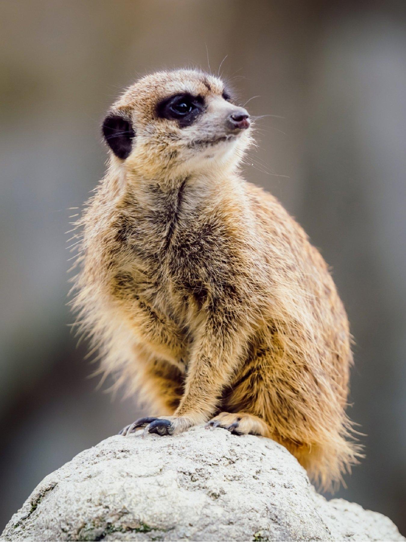 Image 3 of 3 of Activity Superstore Meerkat Encounter for Two