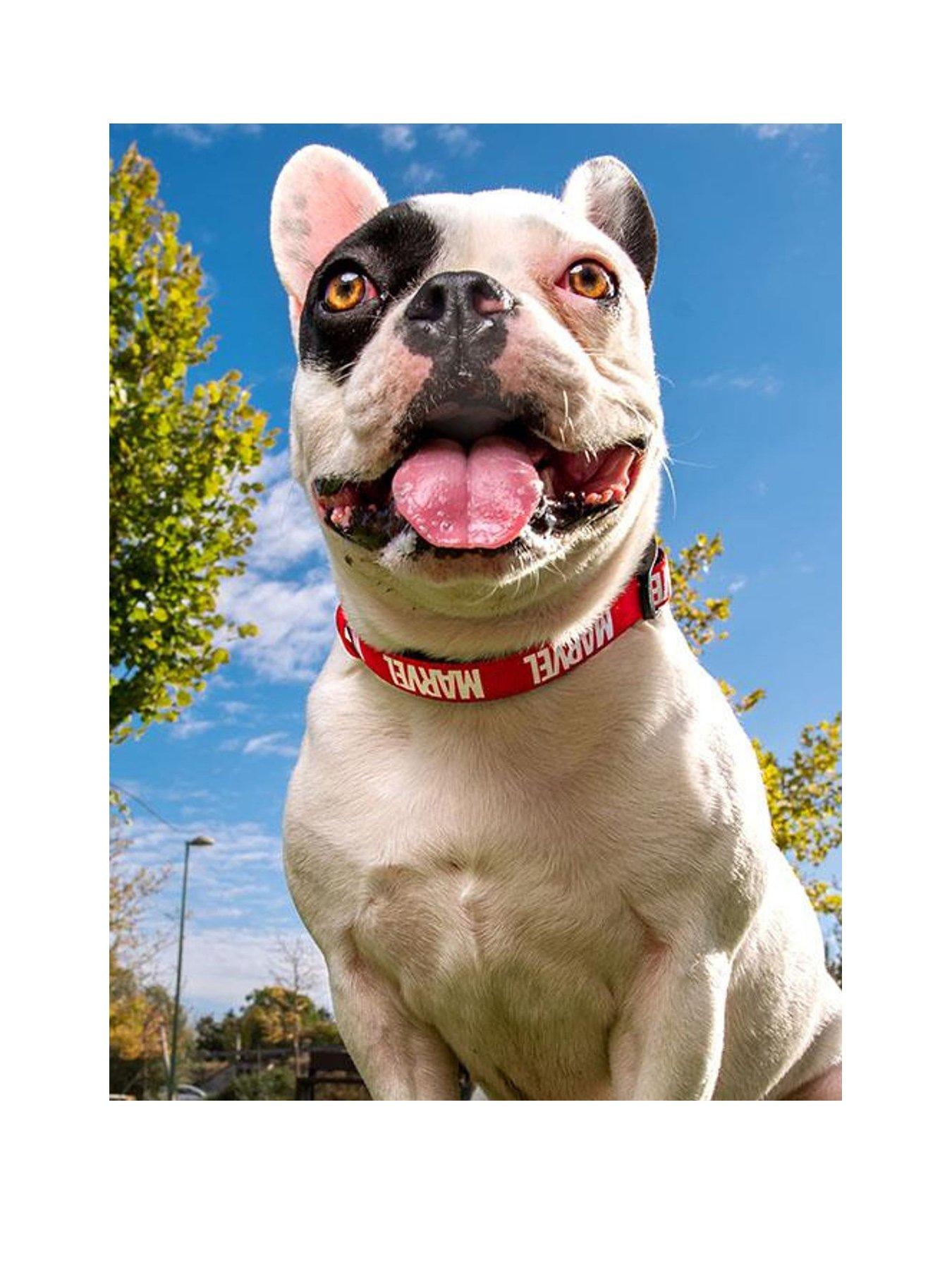Image 2 of 3 of Marvel Dog Collar