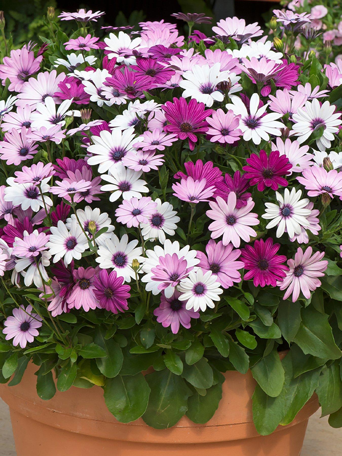 You Garden Osteospermum Akila Berries  &  Cream (12 Plug Plants)