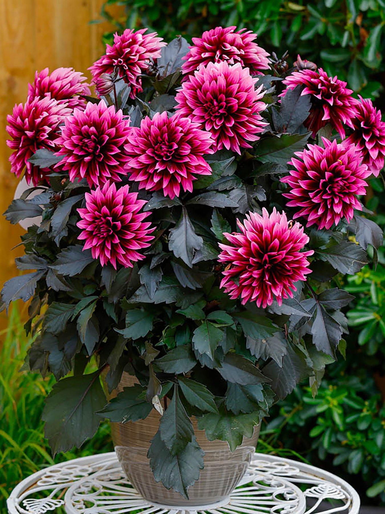 Image 1 of 7 of You Garden Dahlia Velvet Crush (12 Plug Plants)
