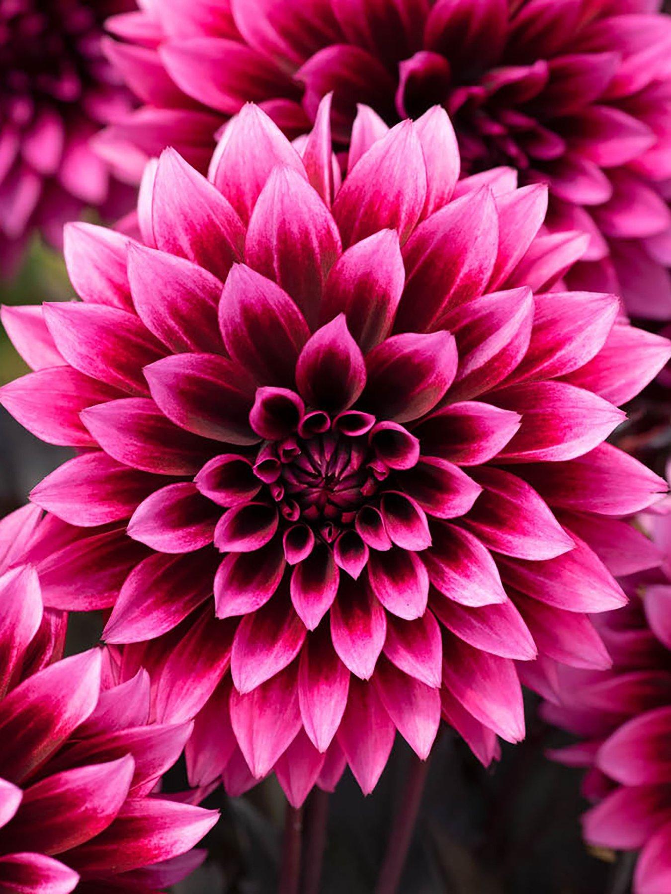 Image 2 of 7 of You Garden Dahlia Velvet Crush (12 Plug Plants)