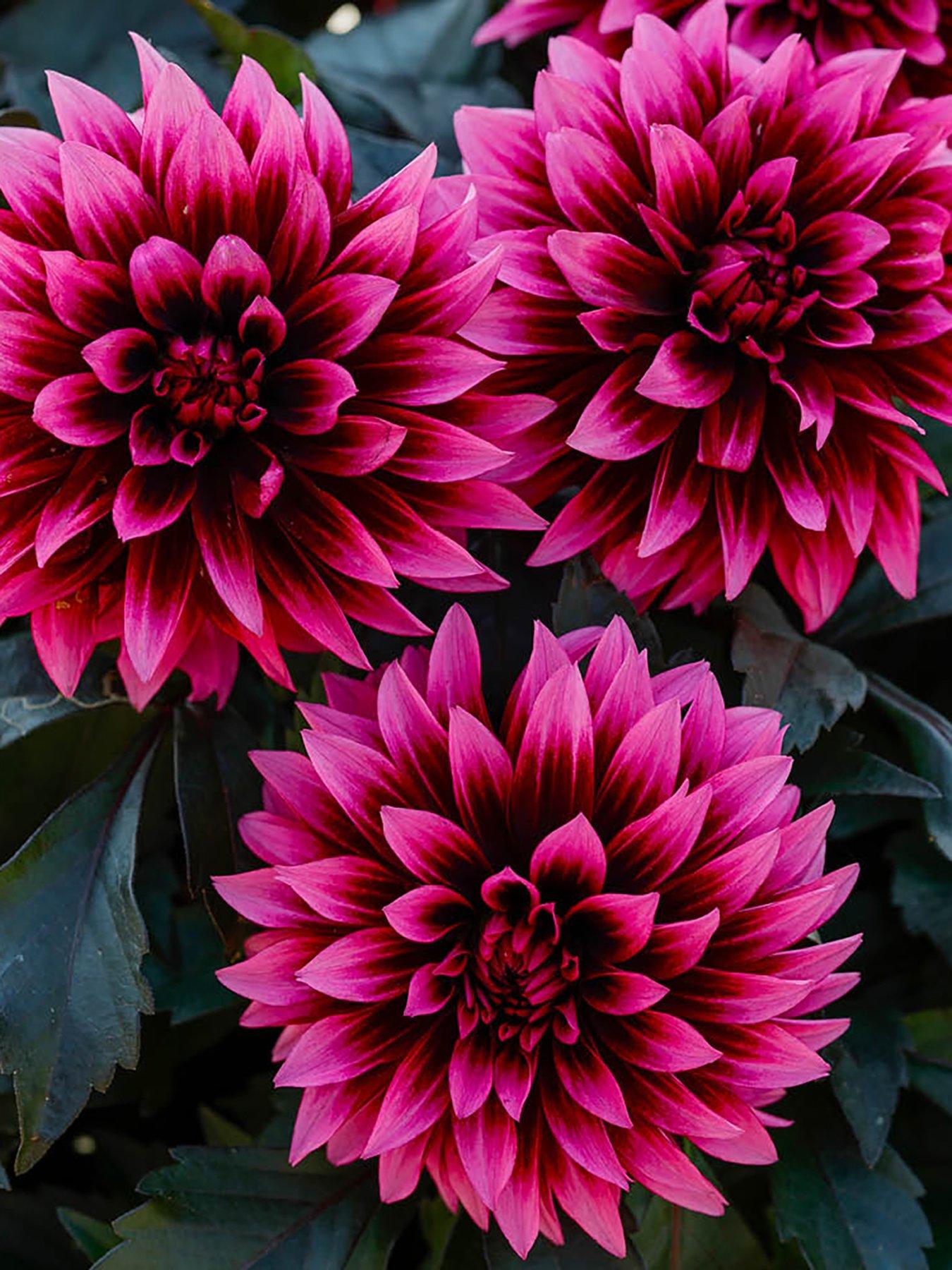 Image 3 of 7 of You Garden Dahlia Velvet Crush (12 Plug Plants)