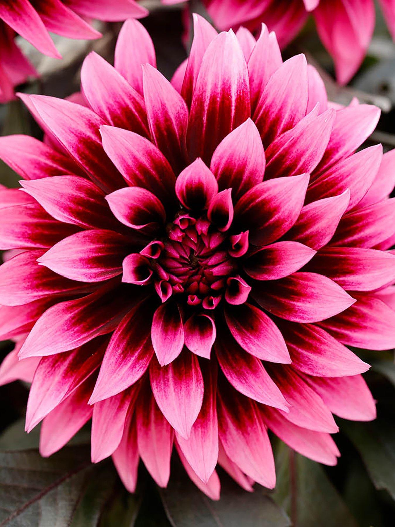 Image 4 of 7 of You Garden Dahlia Velvet Crush (12 Plug Plants)