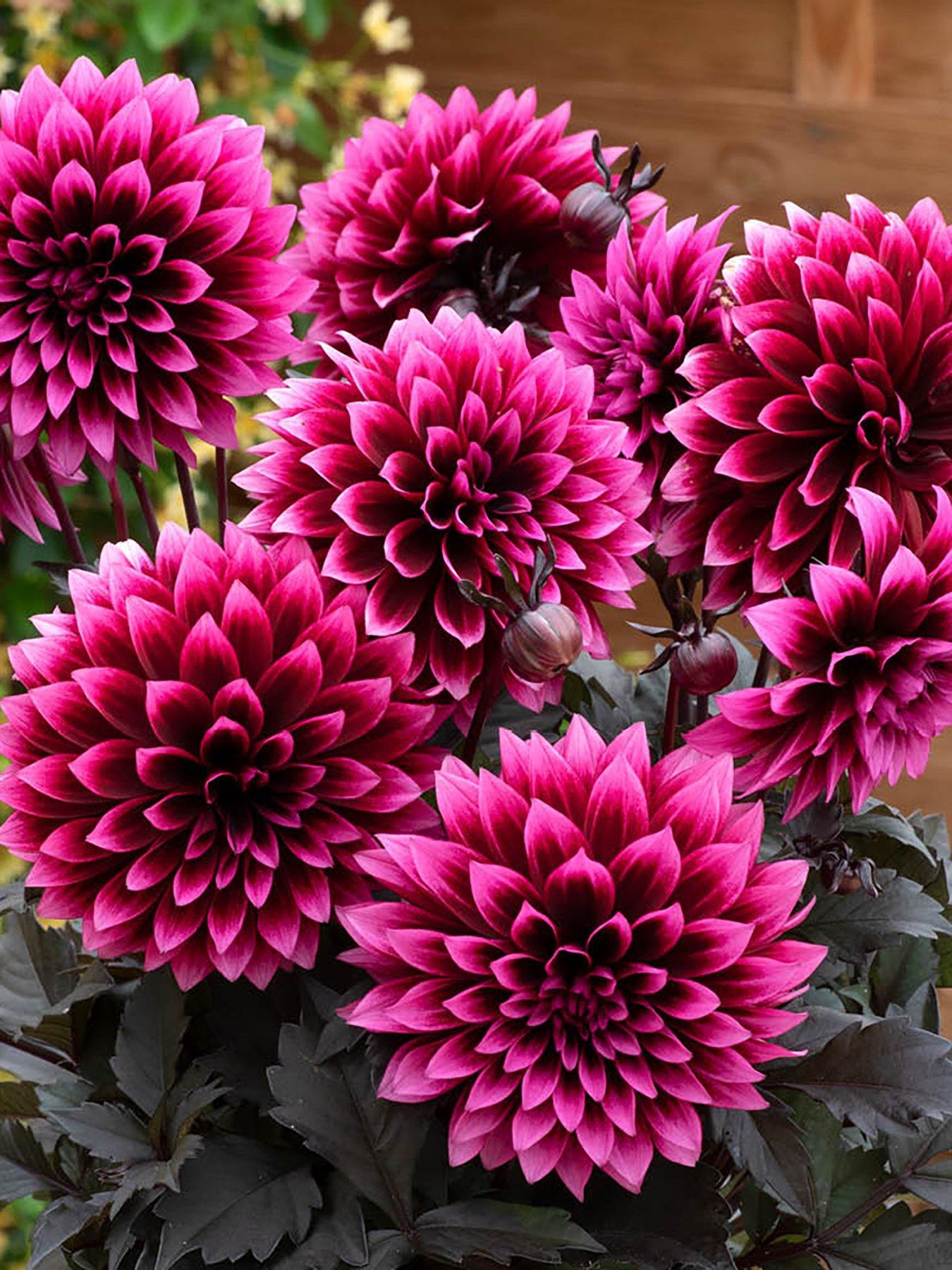 Image 5 of 7 of You Garden Dahlia Velvet Crush (12 Plug Plants)