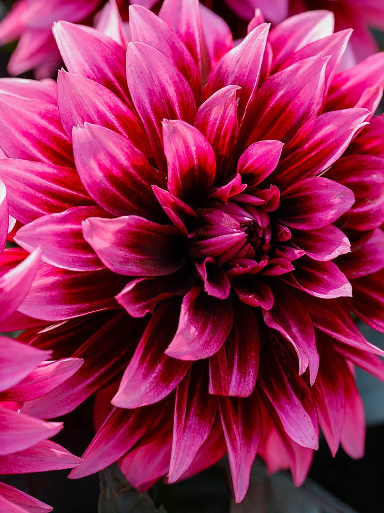 Image 6 of 7 of You Garden Dahlia Velvet Crush (12 Plug Plants)