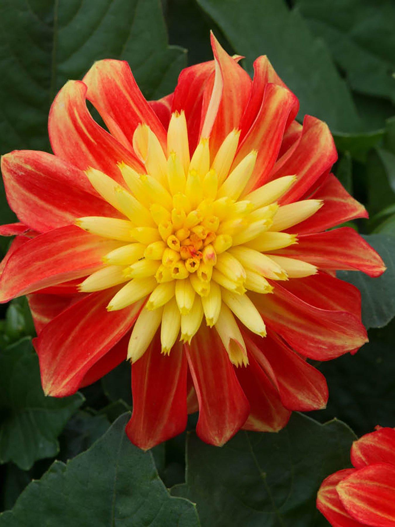 You Garden Dahlia 'Dalina Maxi Fireball' (12 Plug Plants)