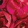 ONE_COLOUR