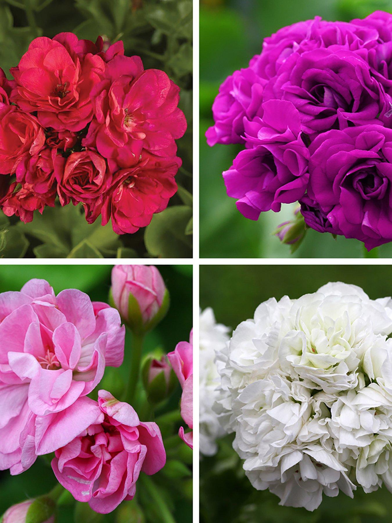 front image of you-garden-geranium-rosebud-collection-12-plug-plants
