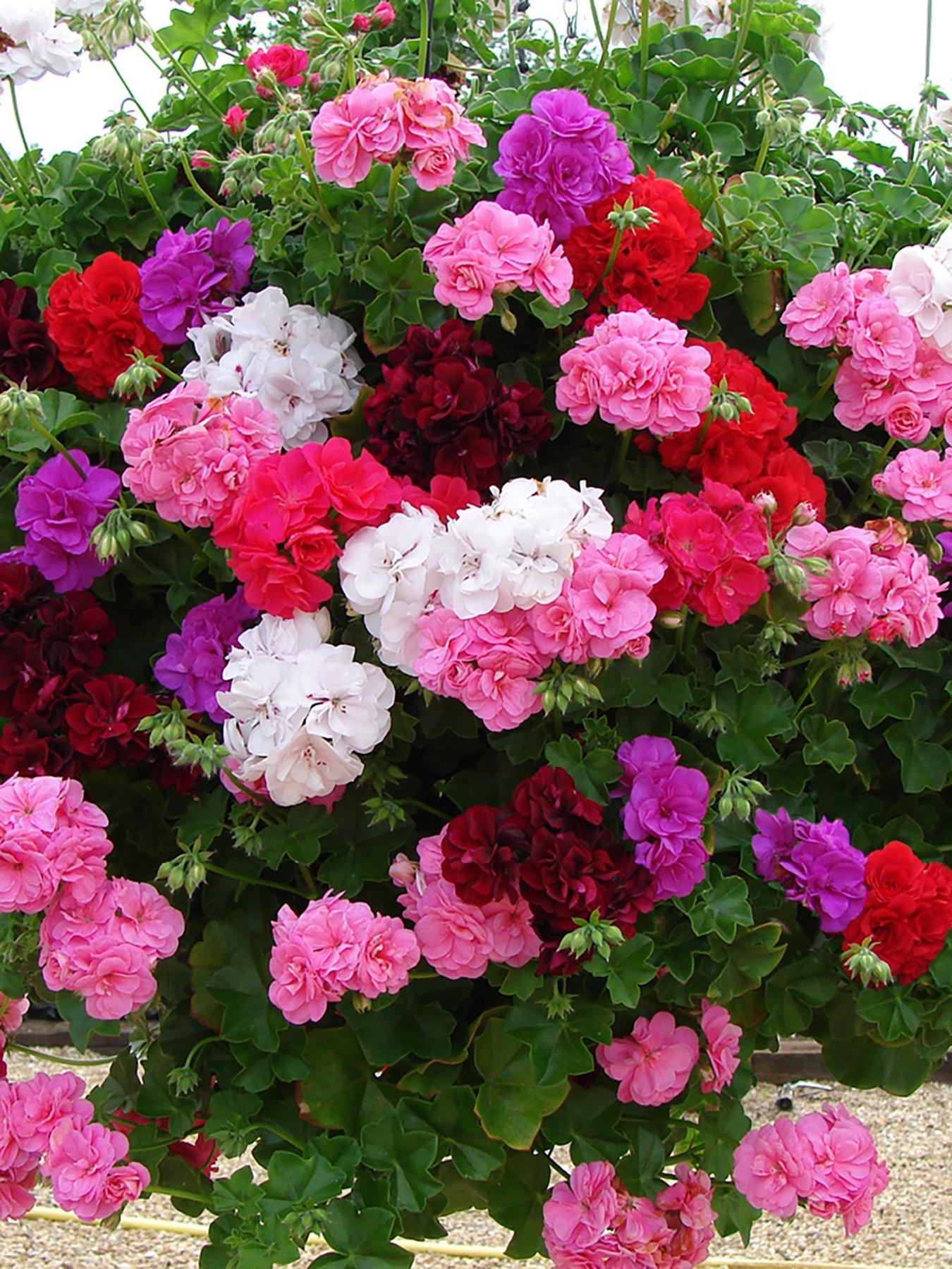 stillFront image of you-garden-geranium-rosebud-collection-12-plug-plants