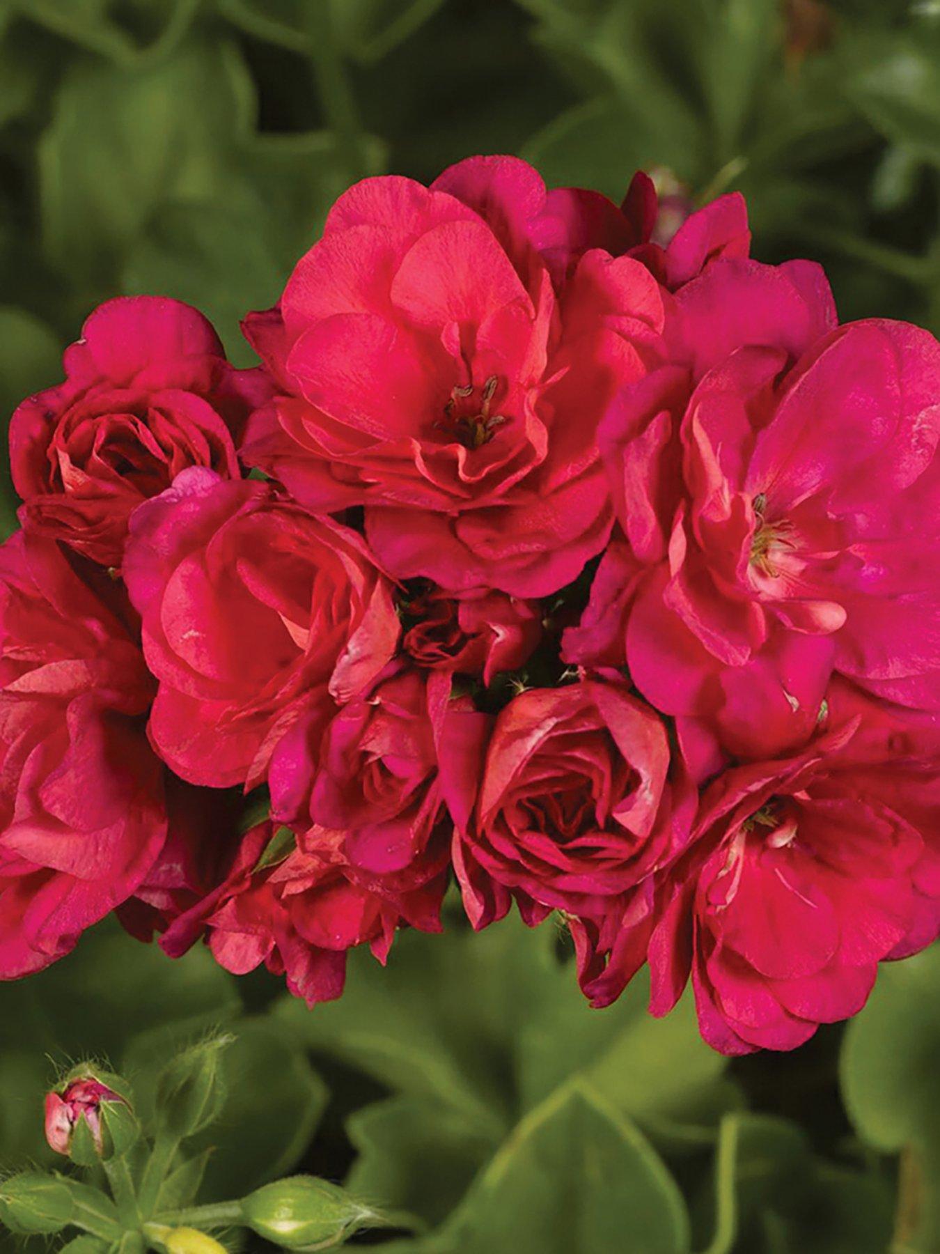  image of you-garden-geranium-rosebud-collection-12-plug-plants