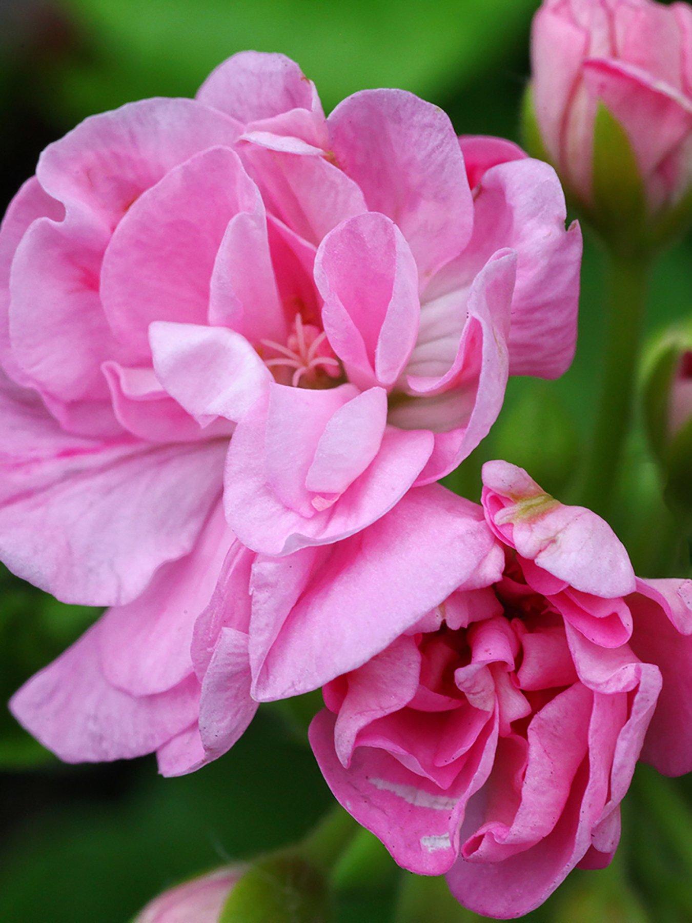  image of you-garden-geranium-rosebud-collection-12-plug-plants