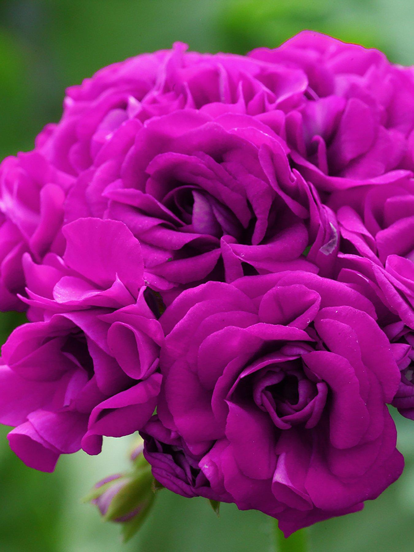  image of you-garden-geranium-rosebud-collection-12-plug-plants