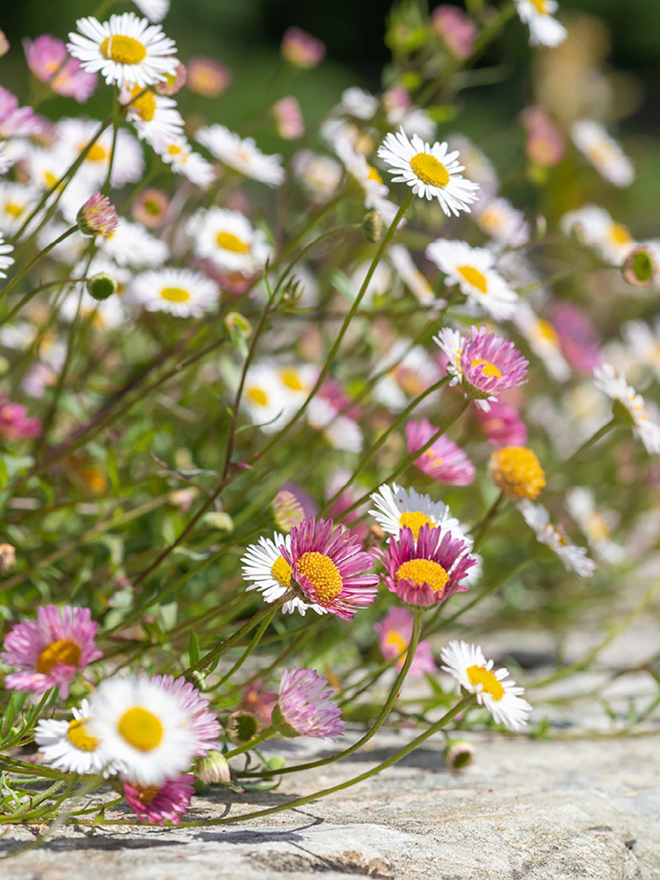 You Garden Erigeron karvinskianus 'Sea of Blossom' (12 Plug Plants)
