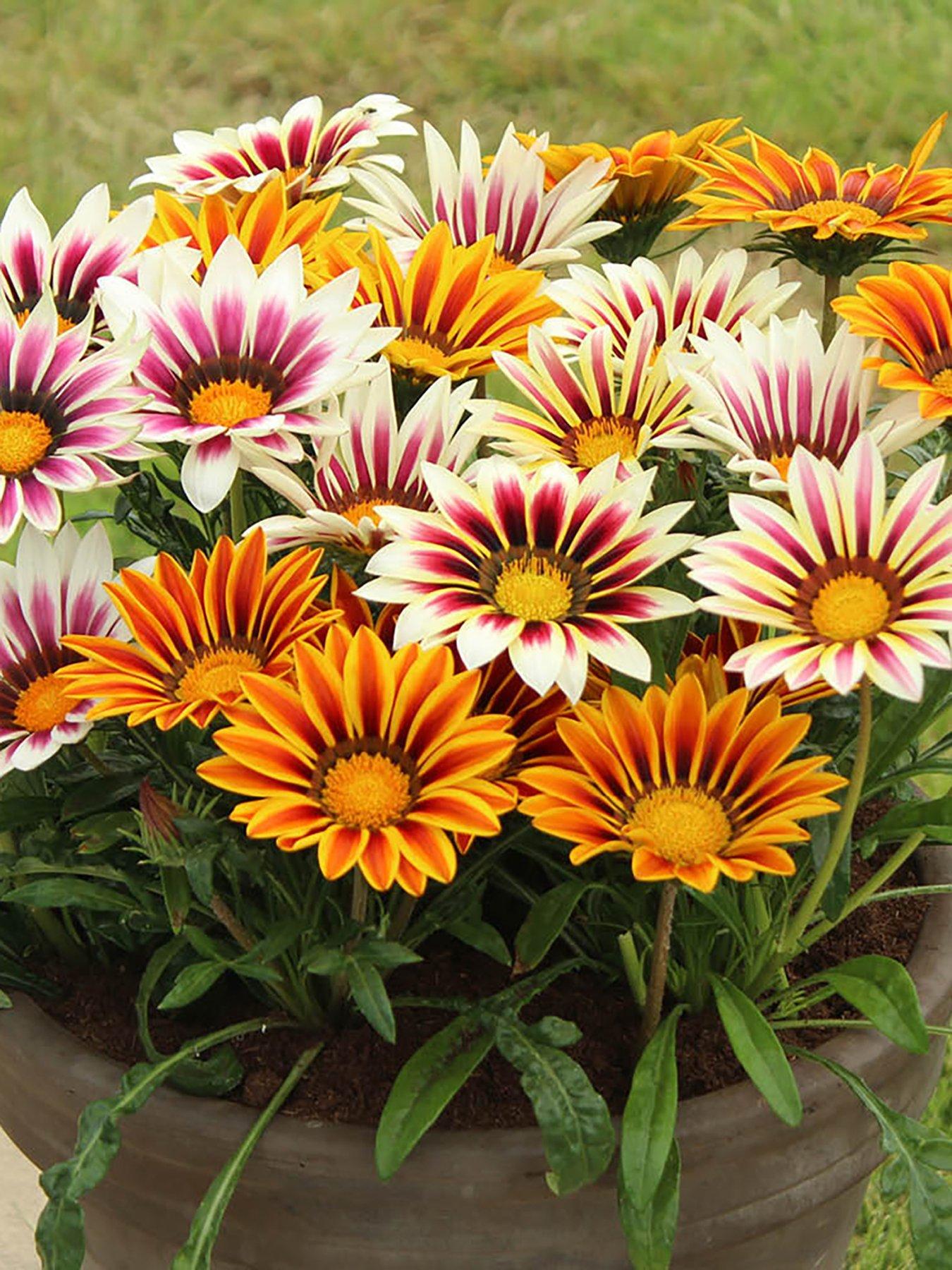 front image of you-garden-gazania-firecracker-12-plug-plants