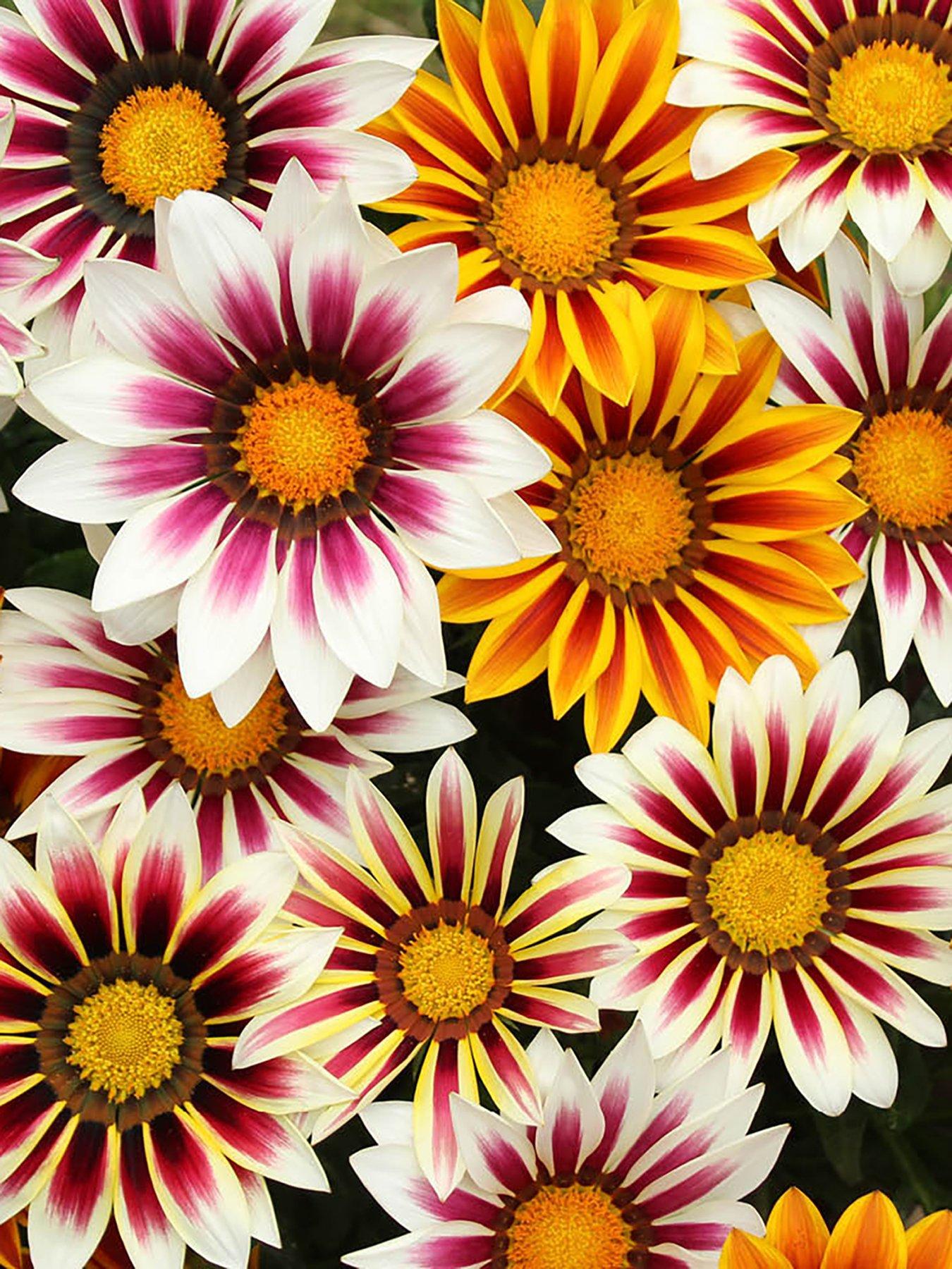 stillFront image of you-garden-gazania-firecracker-12-plug-plants