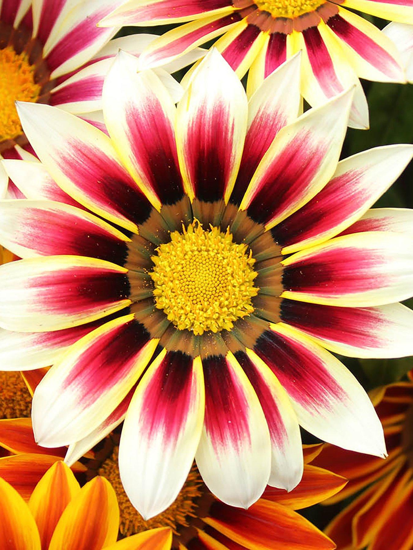  image of you-garden-gazania-firecracker-12-plug-plants