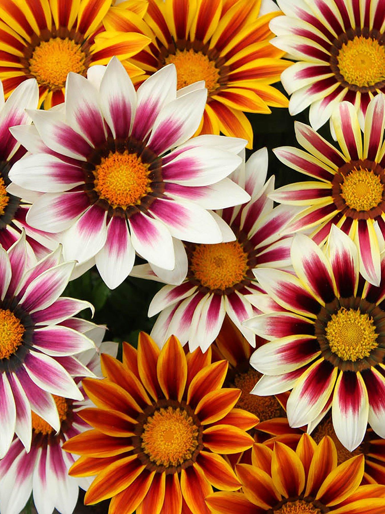  image of you-garden-gazania-firecracker-12-plug-plants