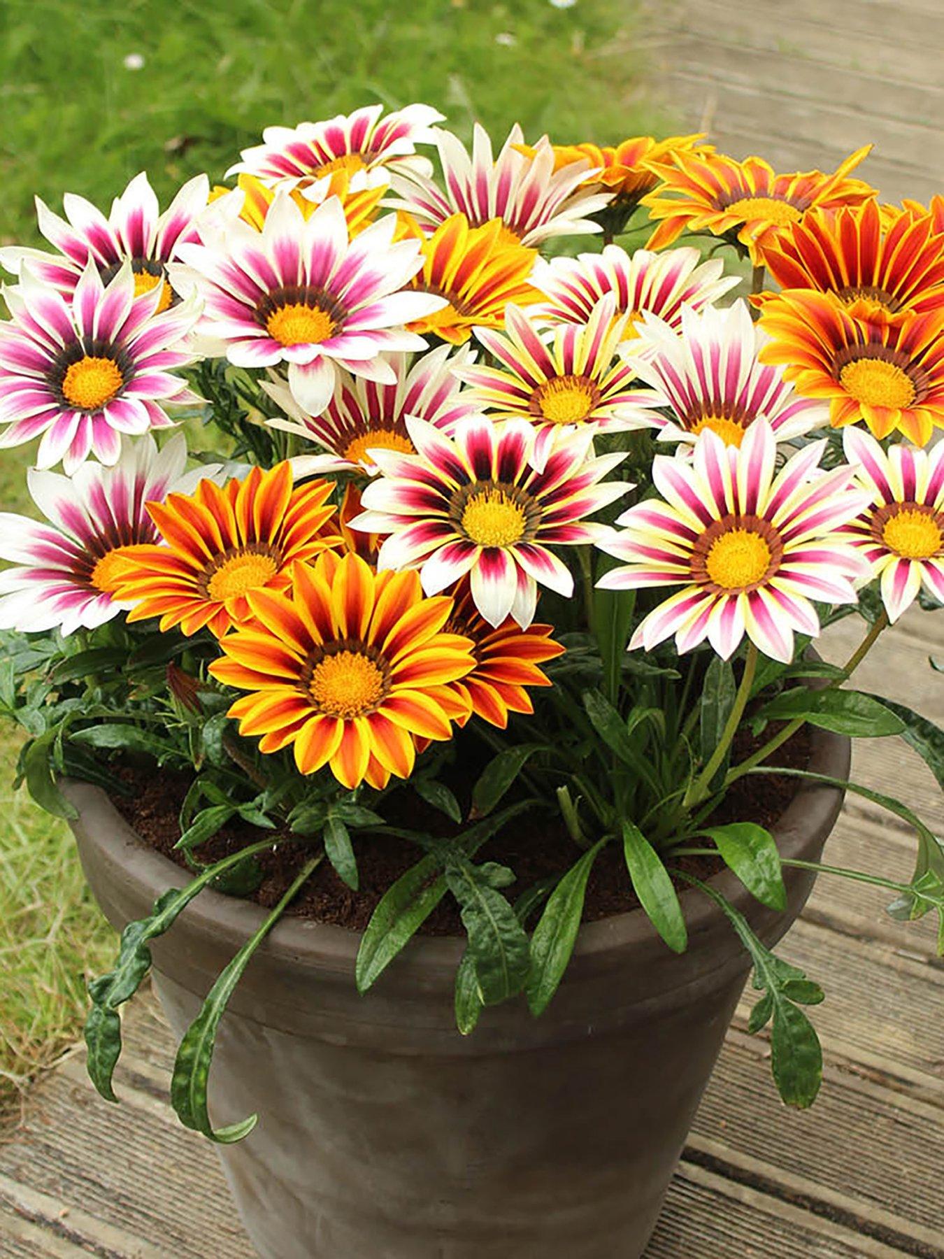  image of you-garden-gazania-firecracker-12-plug-plants