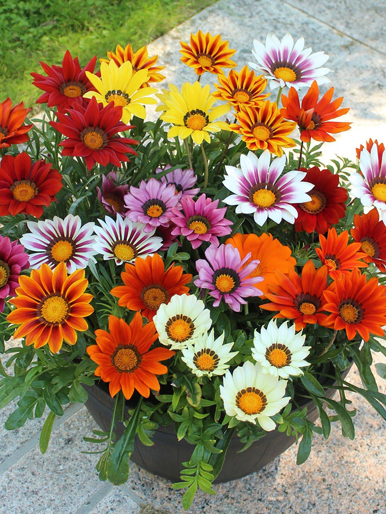 You Garden Gazania Sunrise Mix (12 Plug Plants)