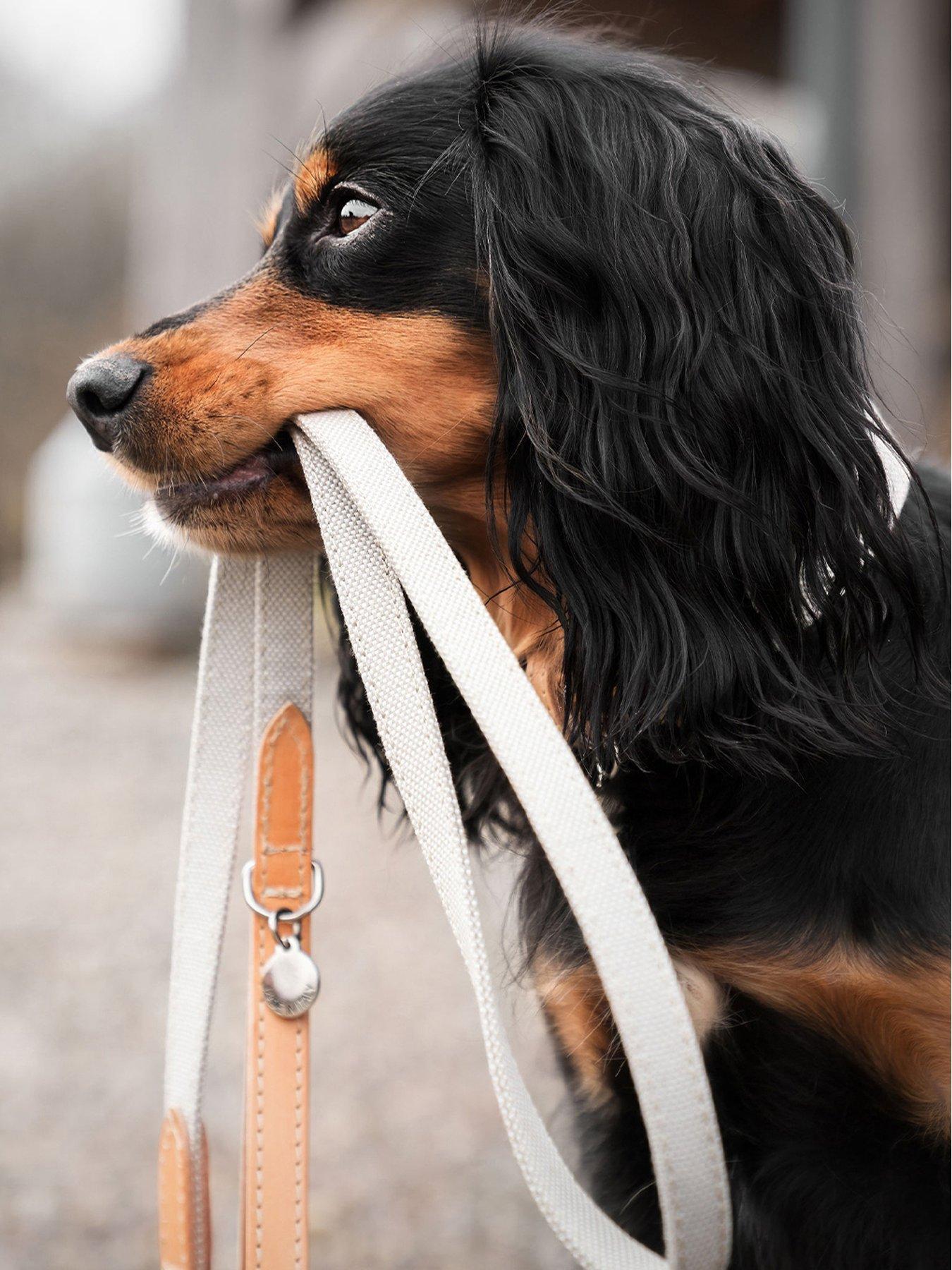 Lords and Labradors Lords  &  Labradors Essentials Twill Collar Linen M