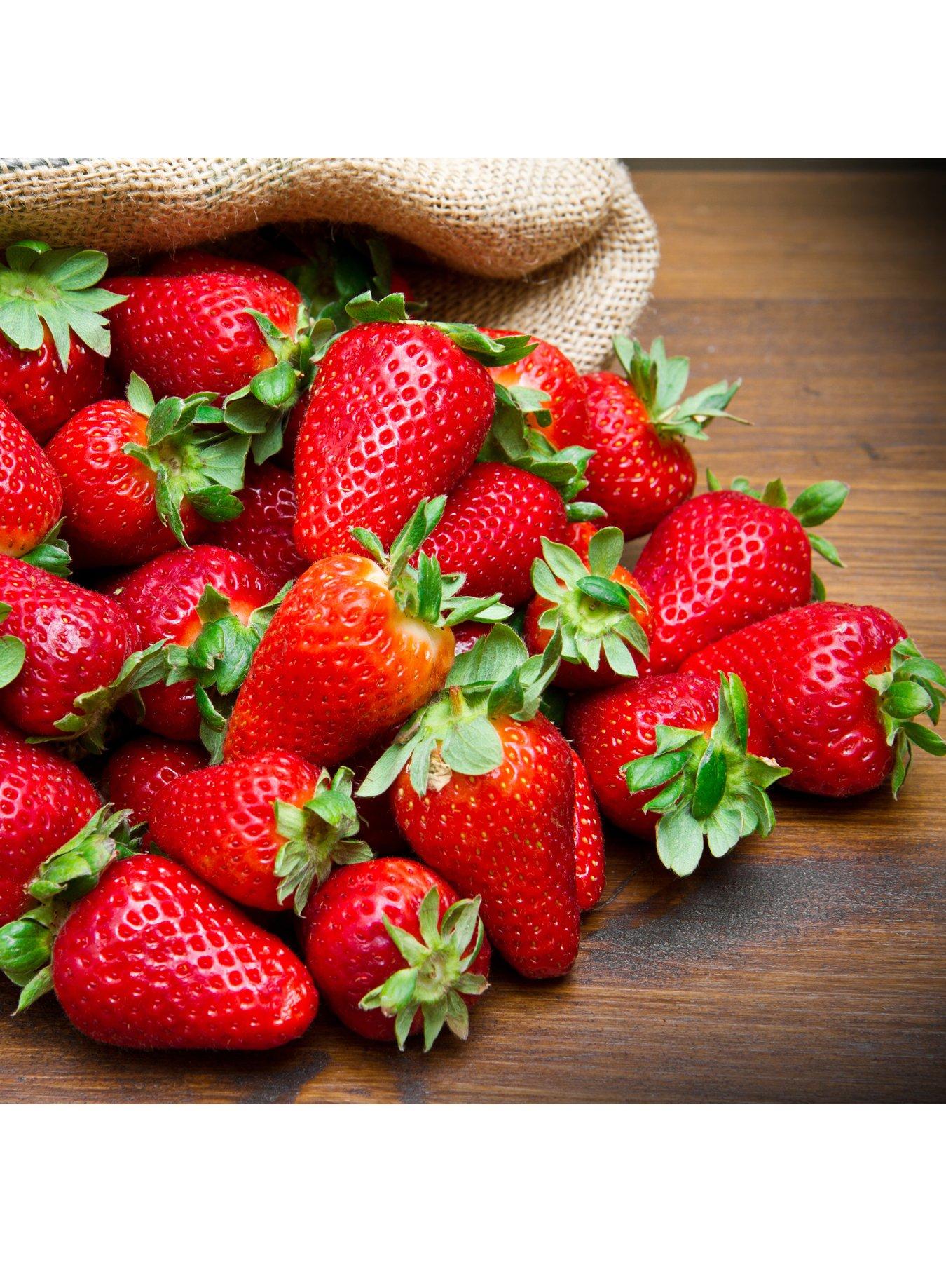 Image 1 of 4 of You Garden Strawberry Everbearer 'Sweet Summer' (20 Runners)
