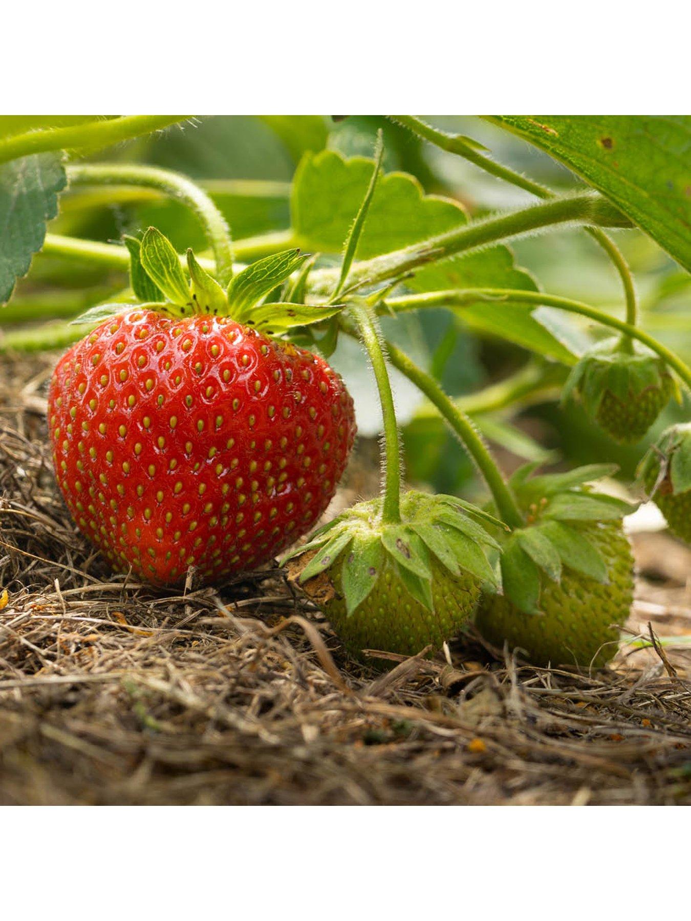 Image 3 of 4 of You Garden Strawberry Everbearer 'Sweet Summer' (20 Runners)