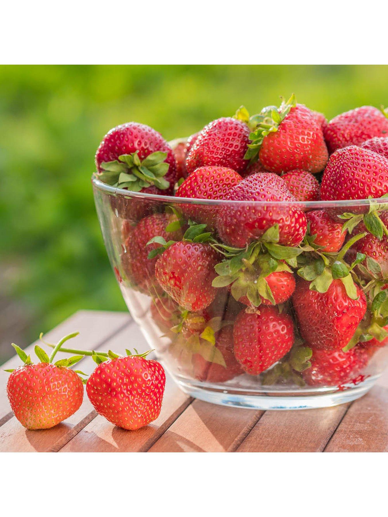 Image 4 of 4 of You Garden Strawberry Everbearer 'Sweet Summer' (20 Runners)