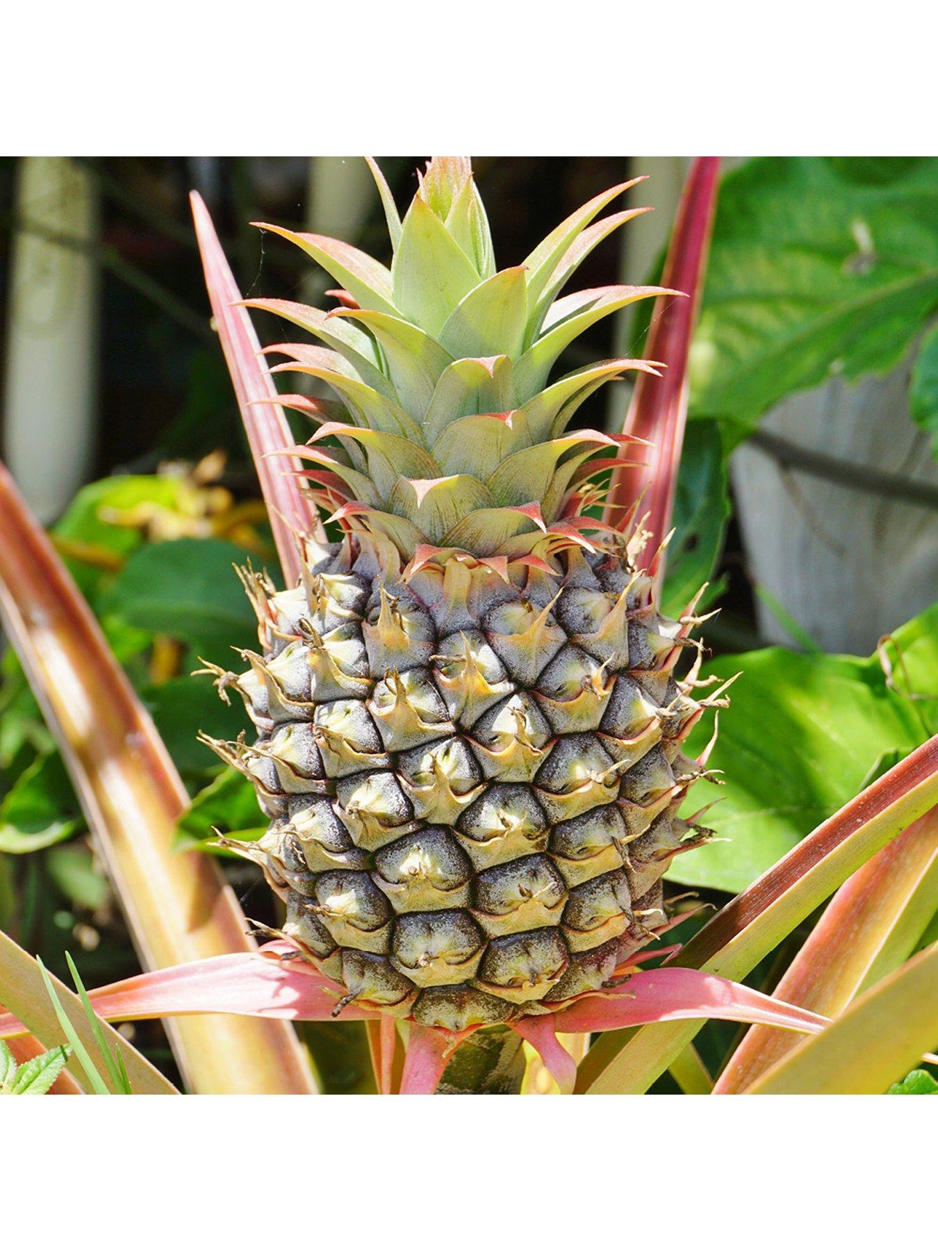 You Garden Pineapple Plant (12cm Pot)