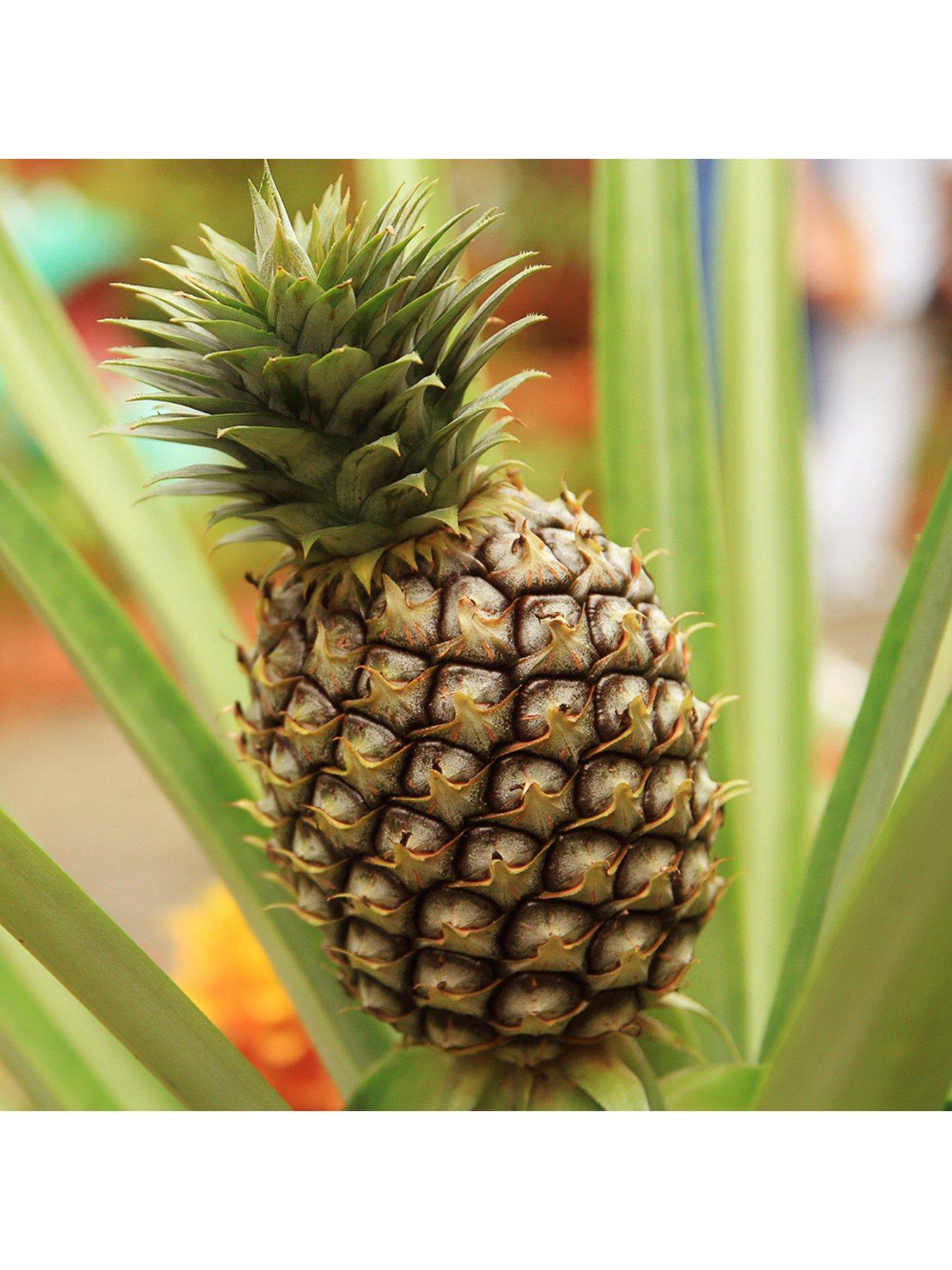Image 2 of 7 of You Garden Pineapple Plant (12cm Pot)