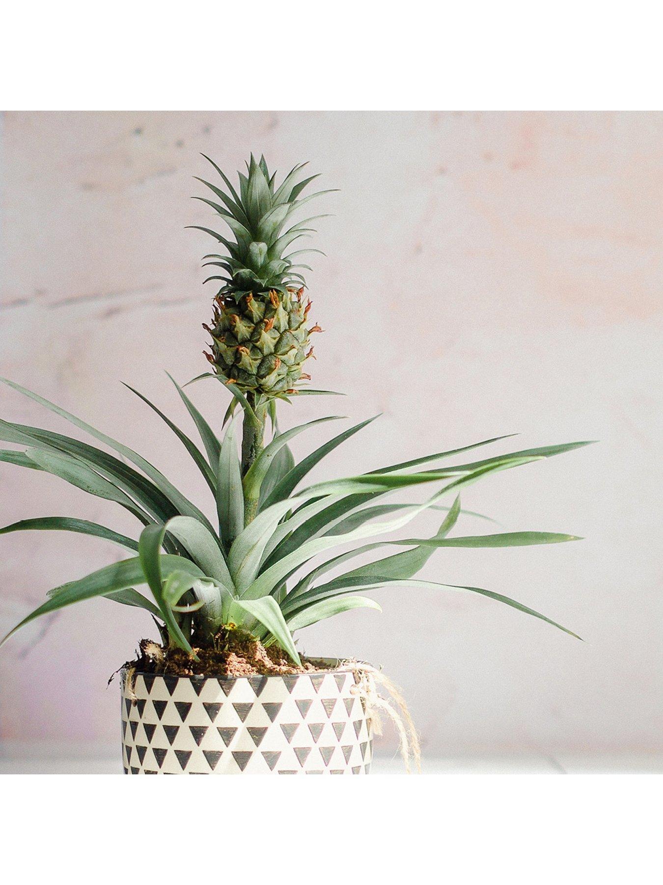 Image 3 of 7 of You Garden Pineapple Plant (12cm Pot)