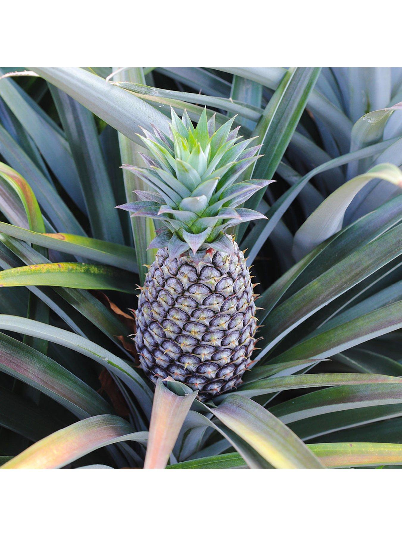 Image 4 of 7 of You Garden Pineapple Plant (12cm Pot)